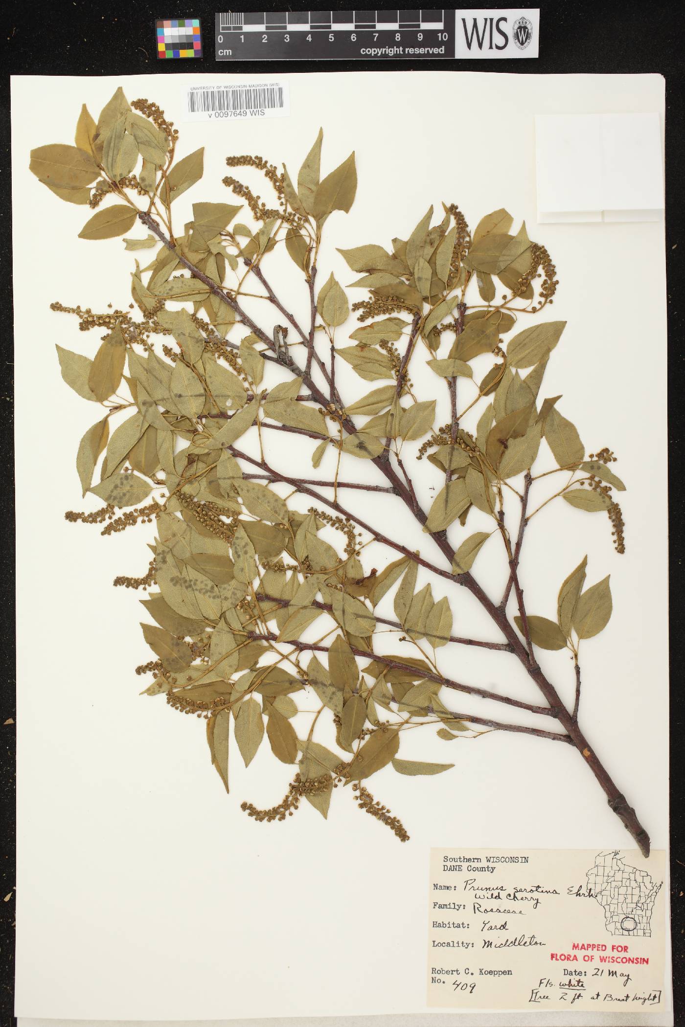 Prunus serotina image
