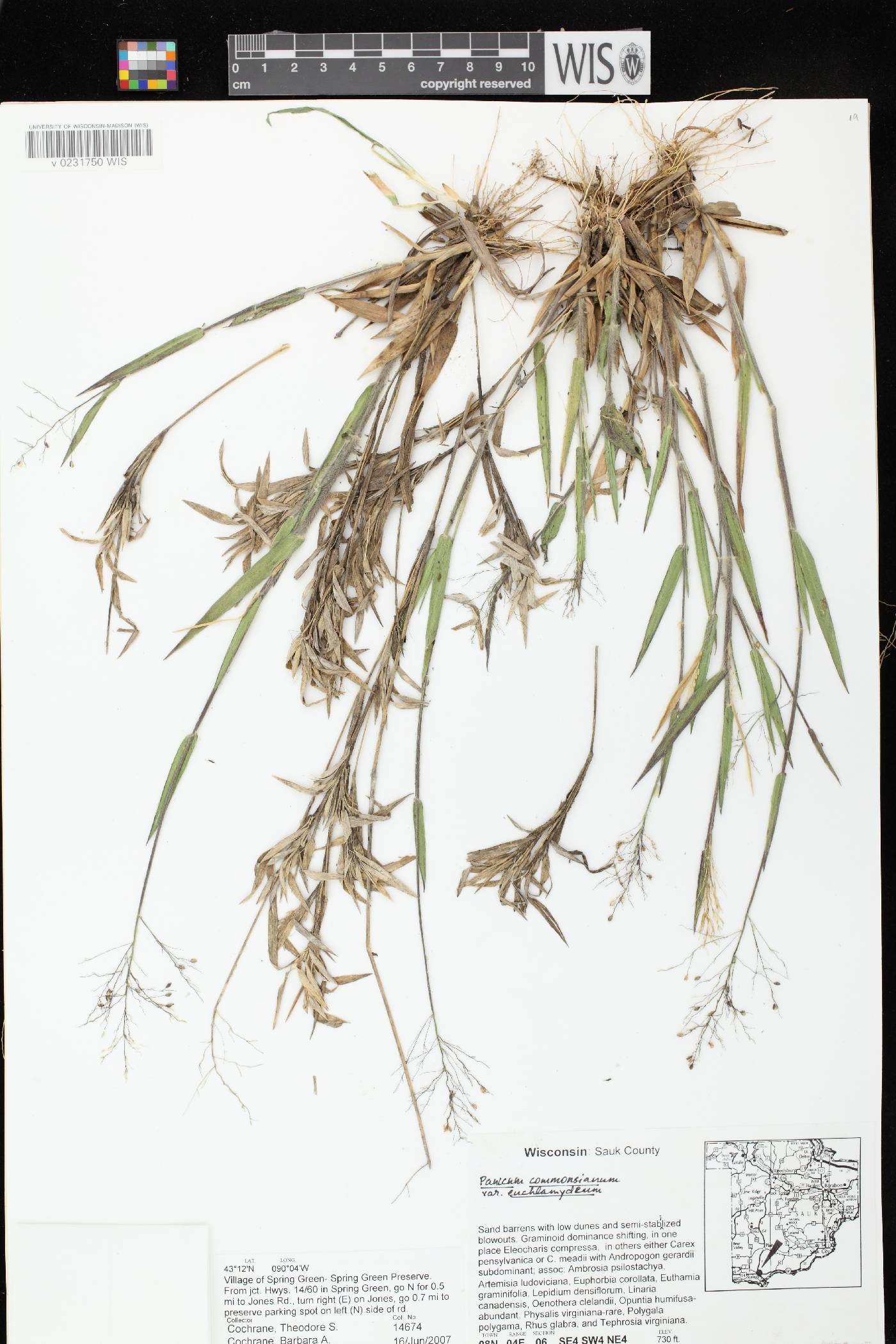 Dichanthelium commonsianum var. euchlamydeum image