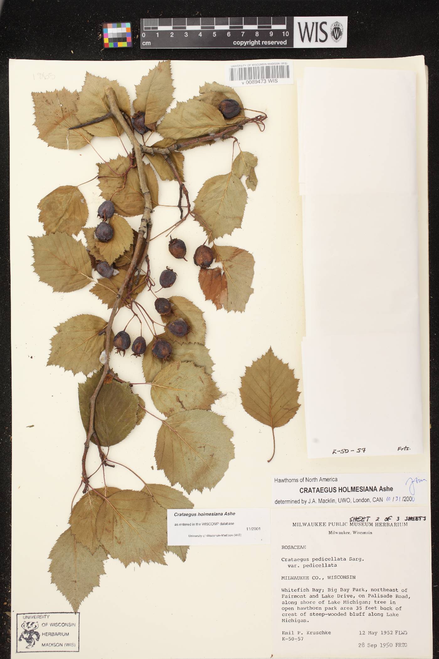 Crataegus holmesiana image