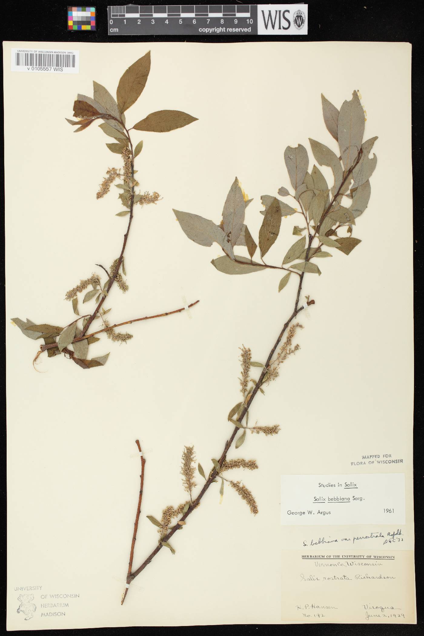 Salix bebbiana image