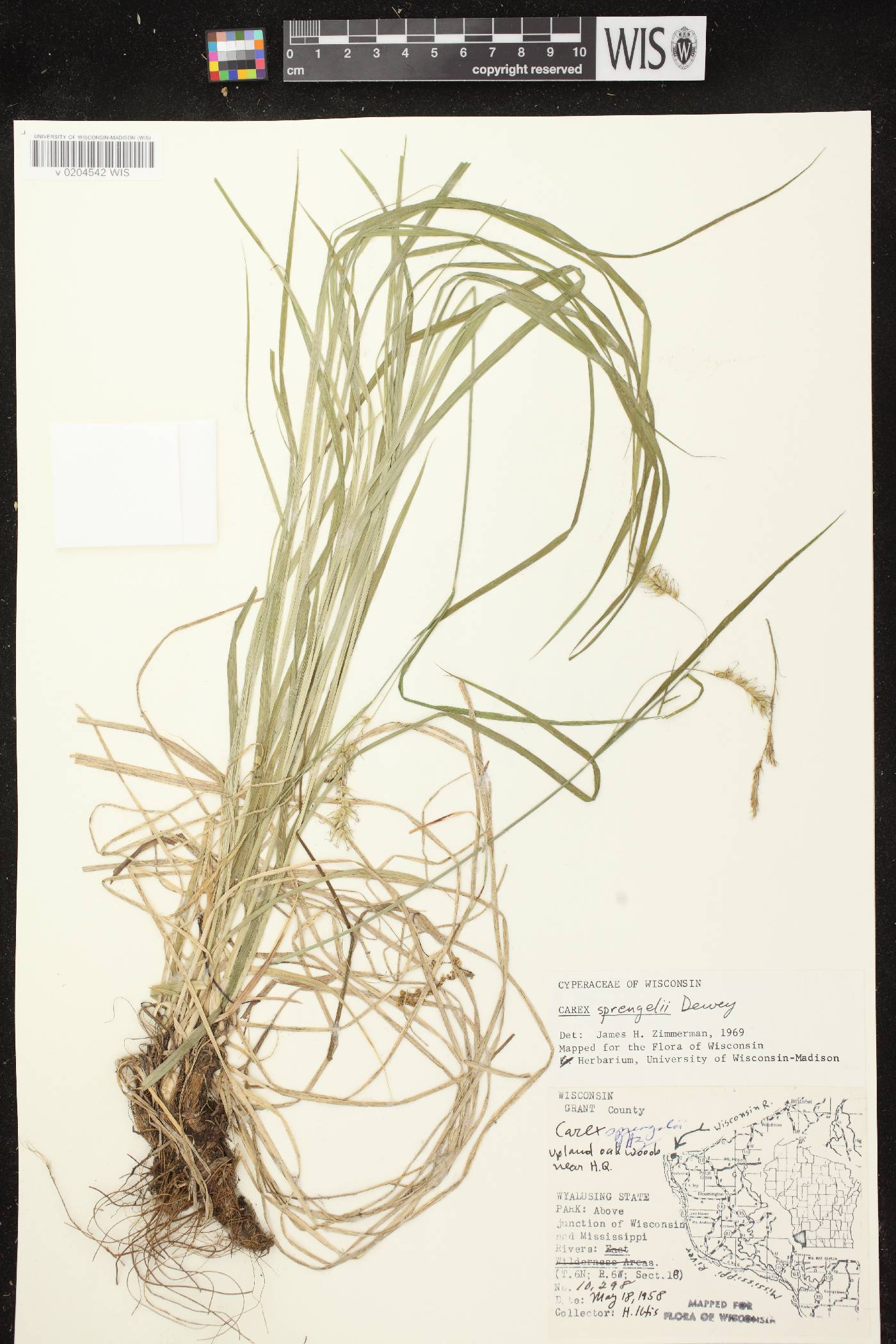 Carex sprengelii image