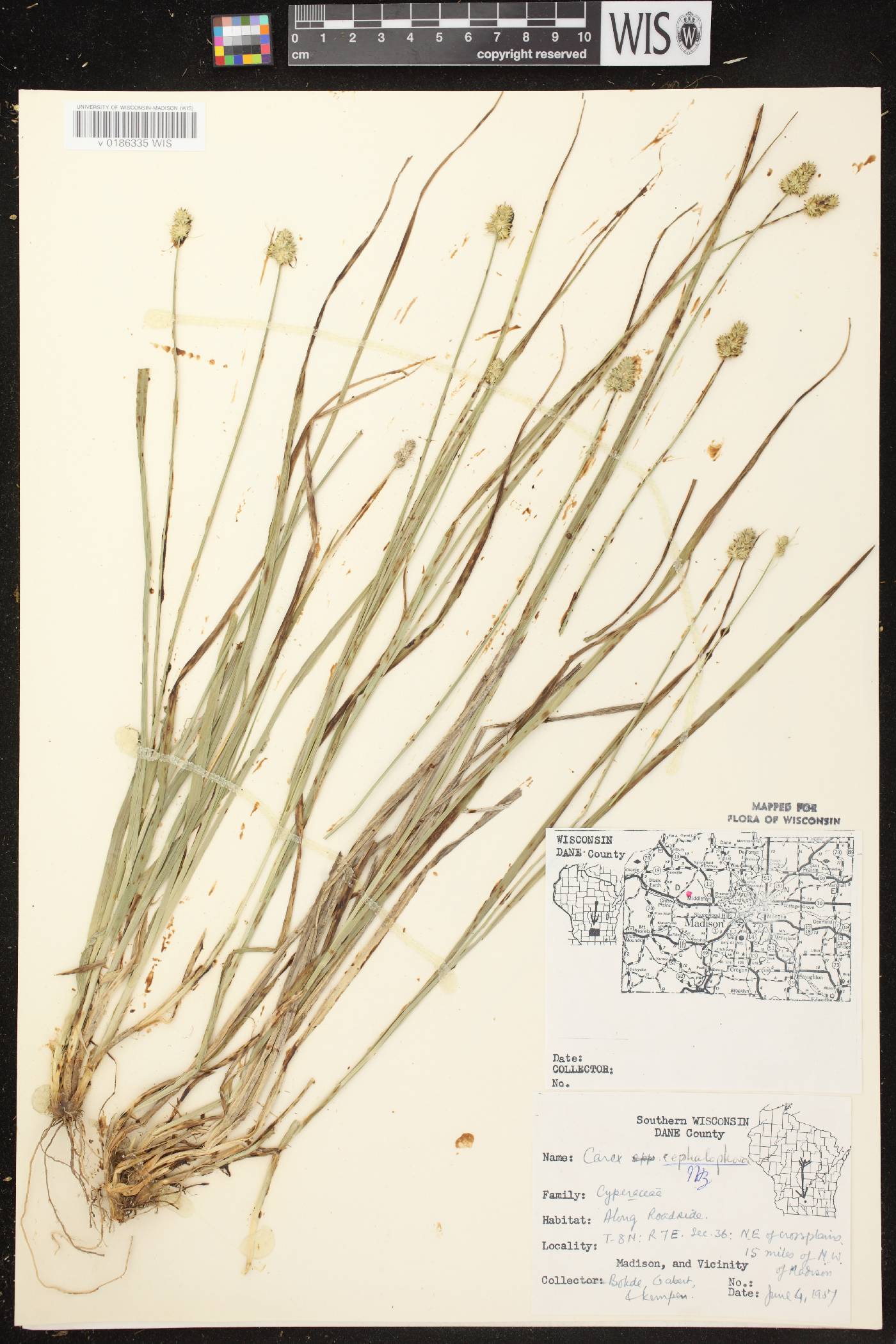 Carex cephalophora image