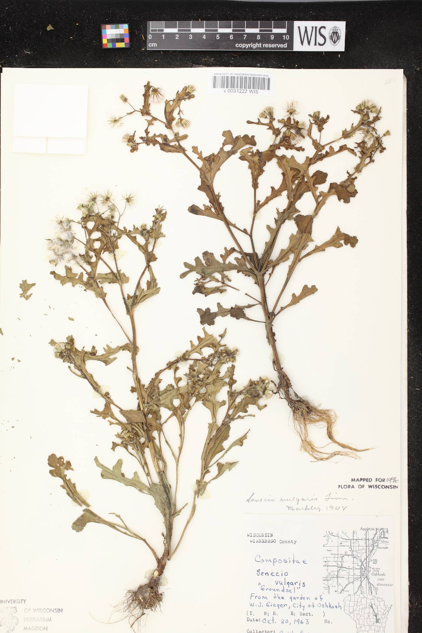 Senecio vulgaris image