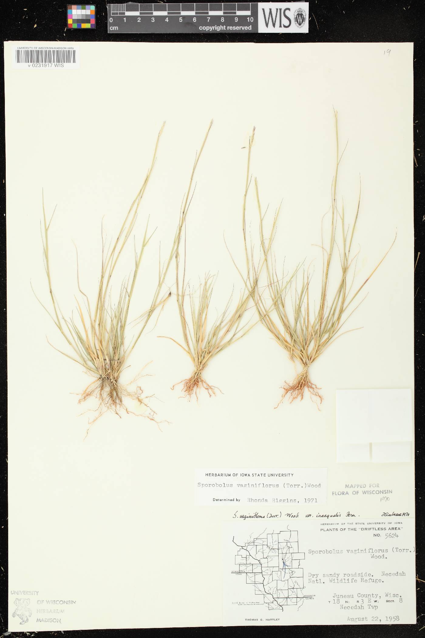 Sporobolus vaginiflorus var. vaginiflorus image