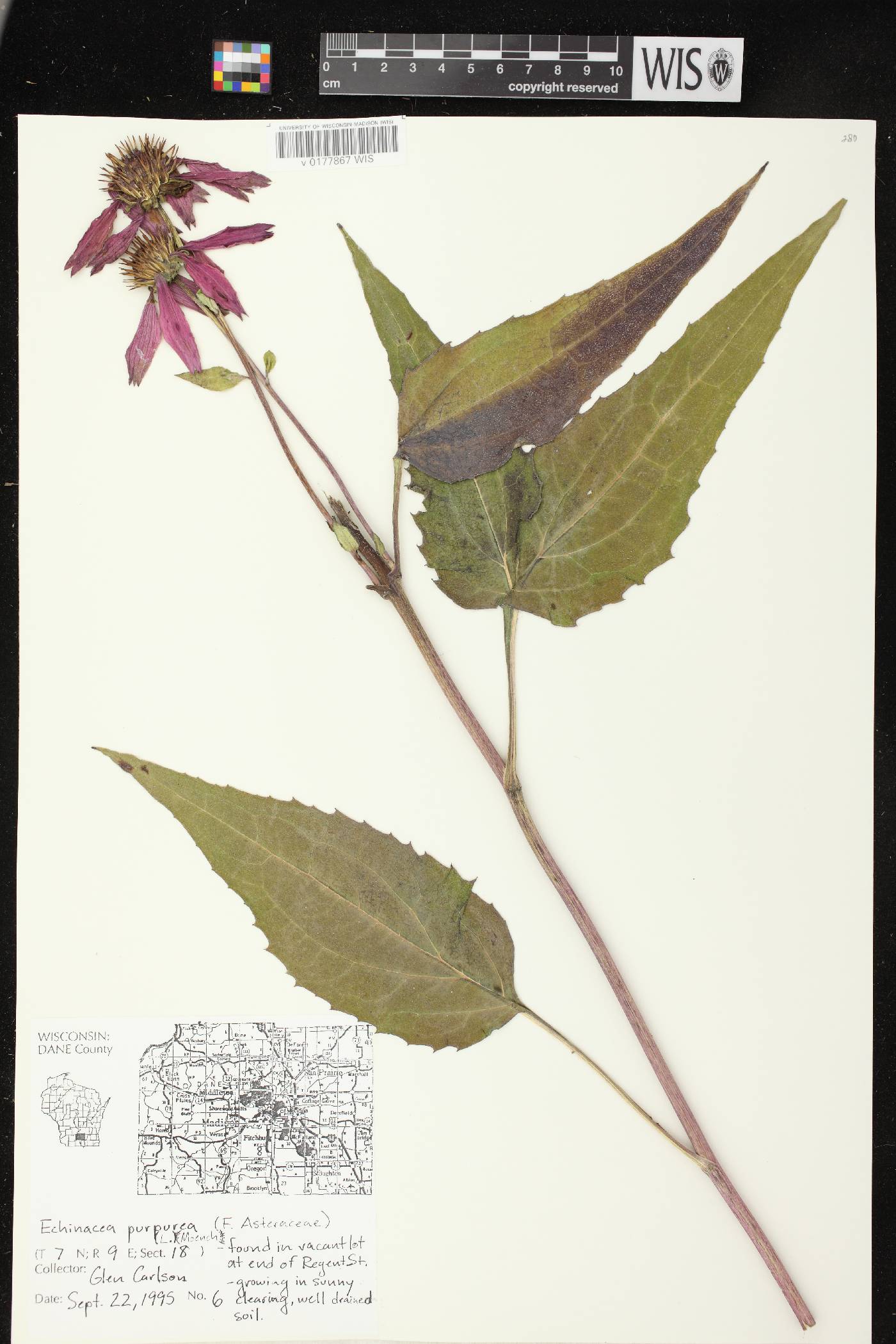 Echinacea purpurea image