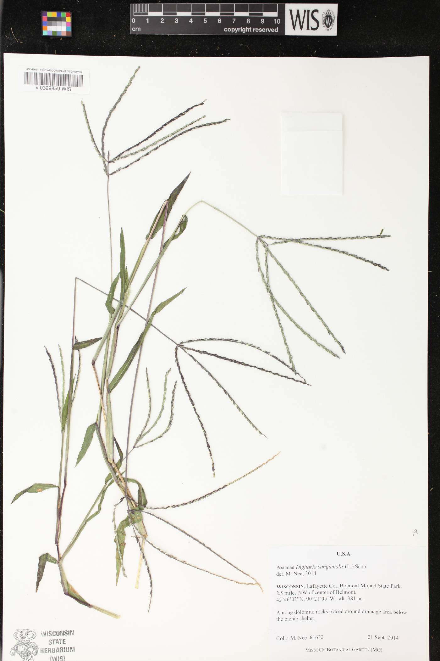 Digitaria sanguinalis image