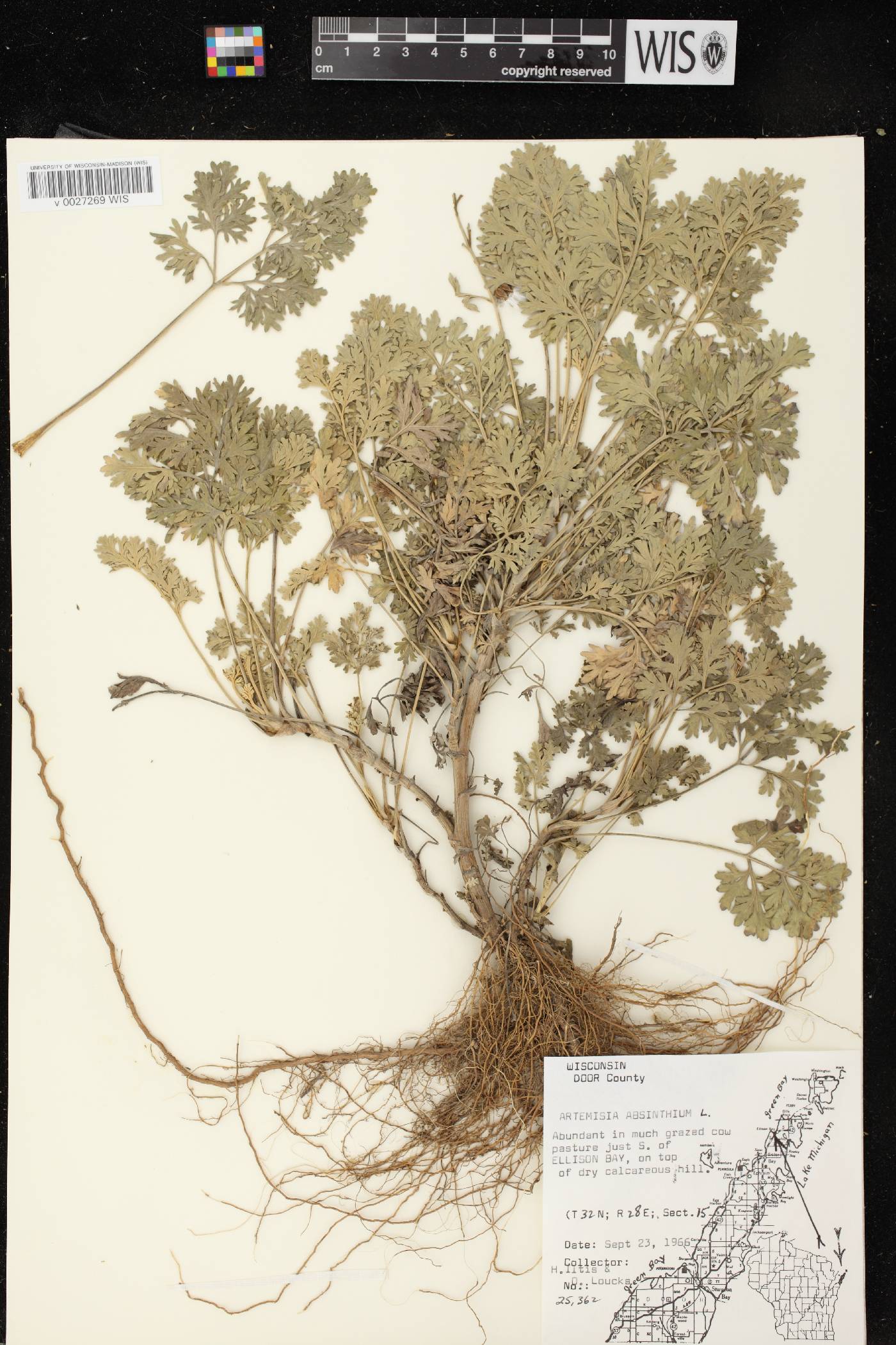 Artemisia absinthium image