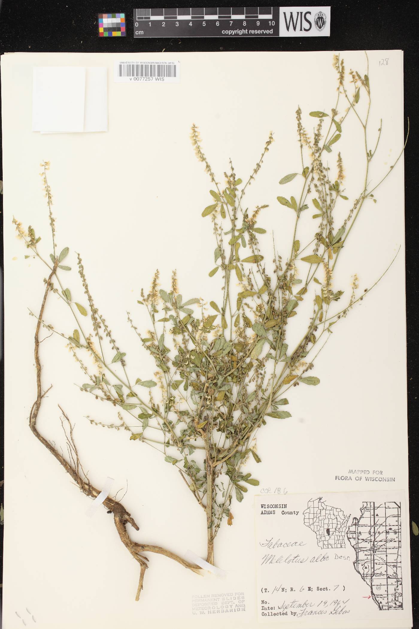 Melilotus albus image
