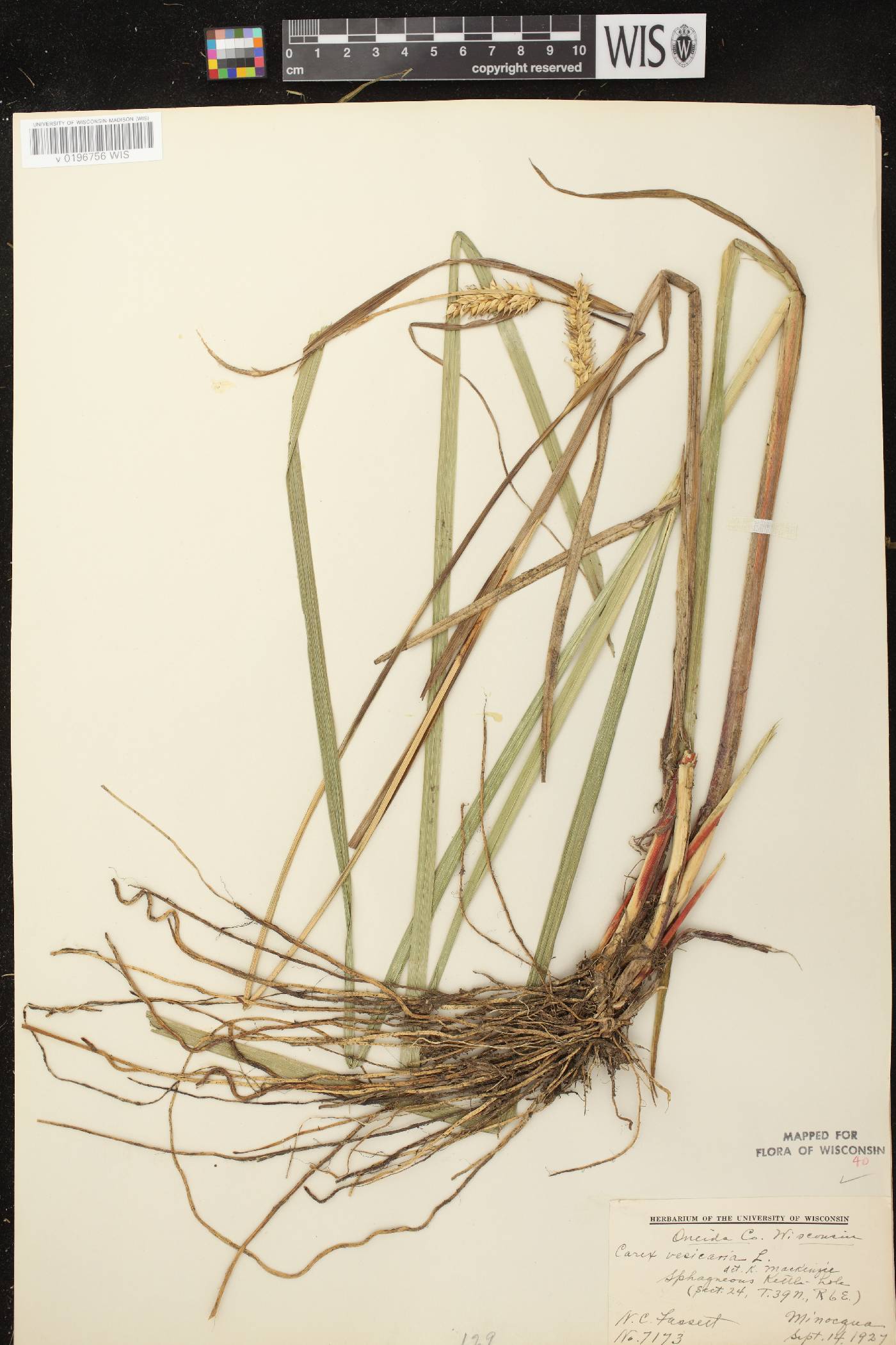 Carex vesicaria image