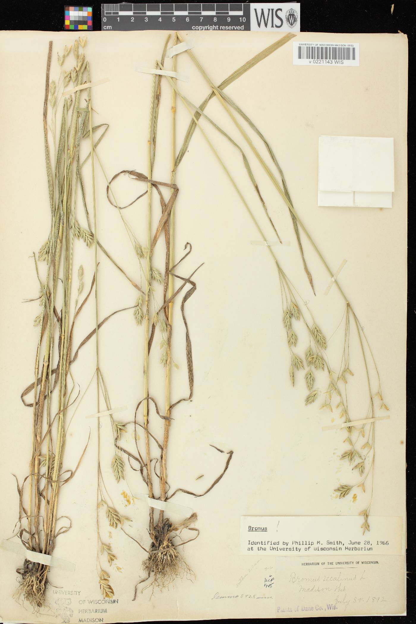 Bromus secalinus image
