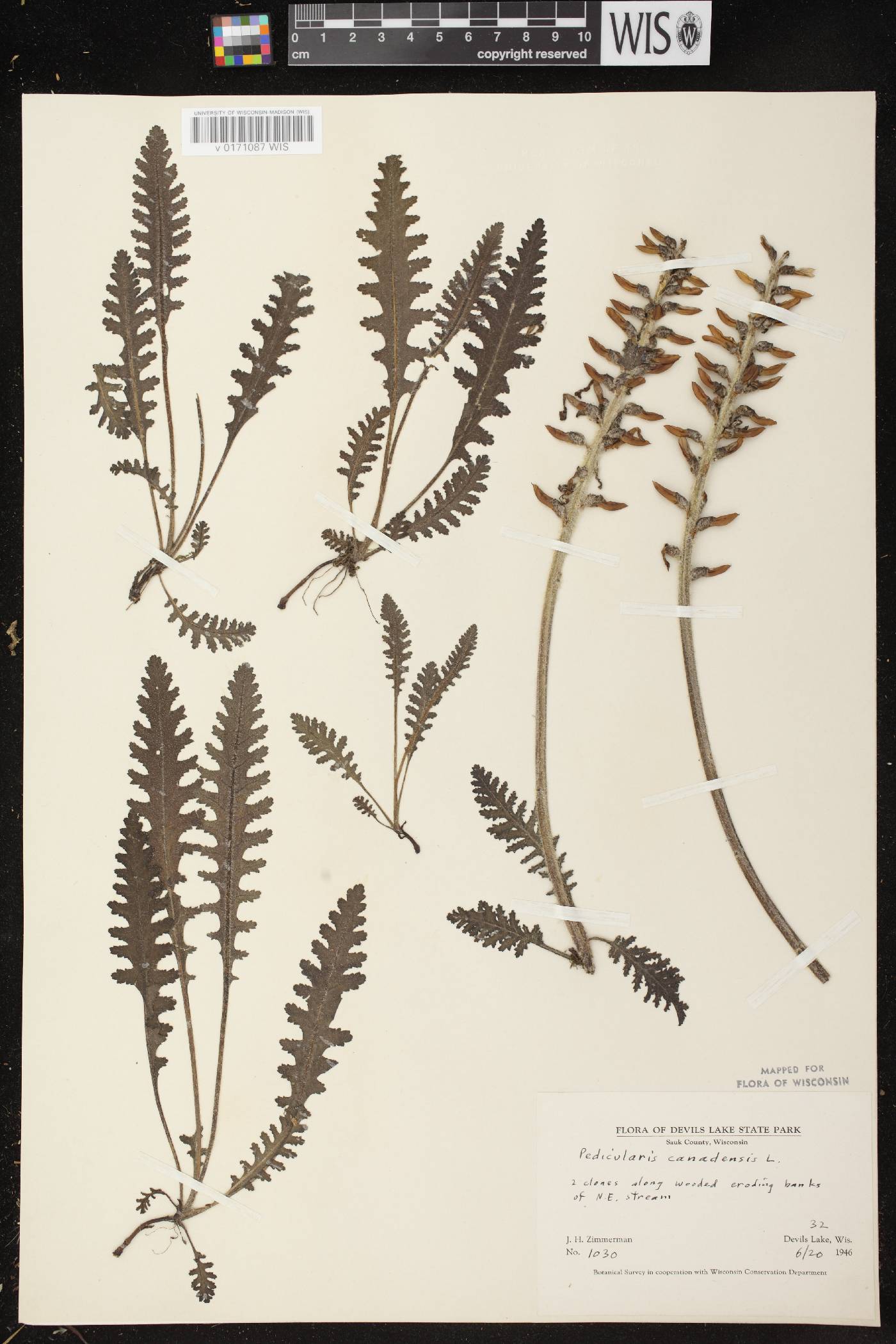 Pedicularis canadensis subsp. canadensis image