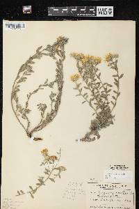 Image of Heterotheca villosa var. ballardii
