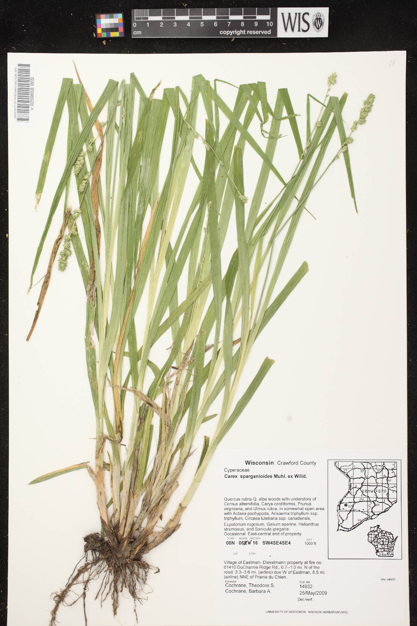 Carex sparganioides image