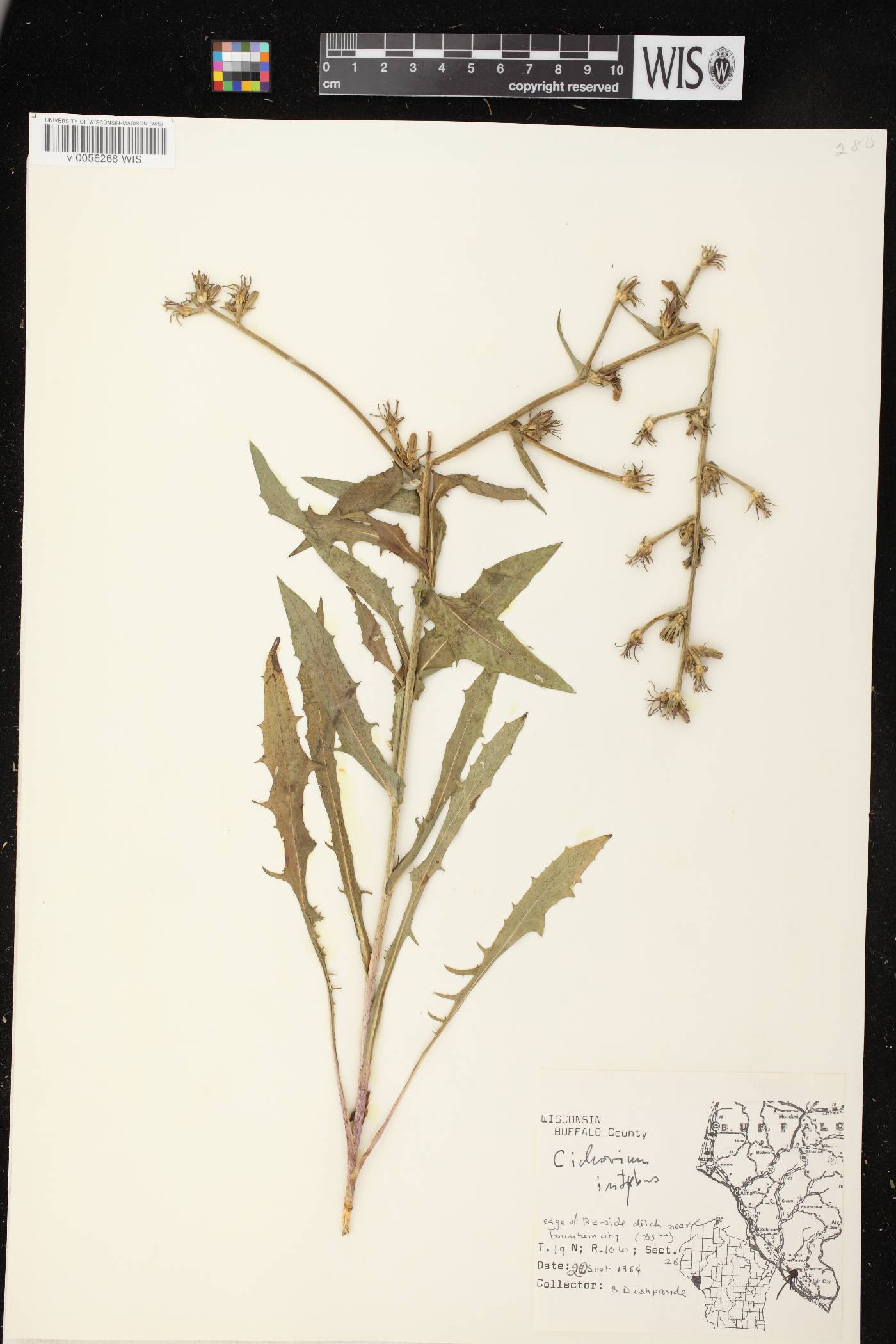 Cichorium intybus image