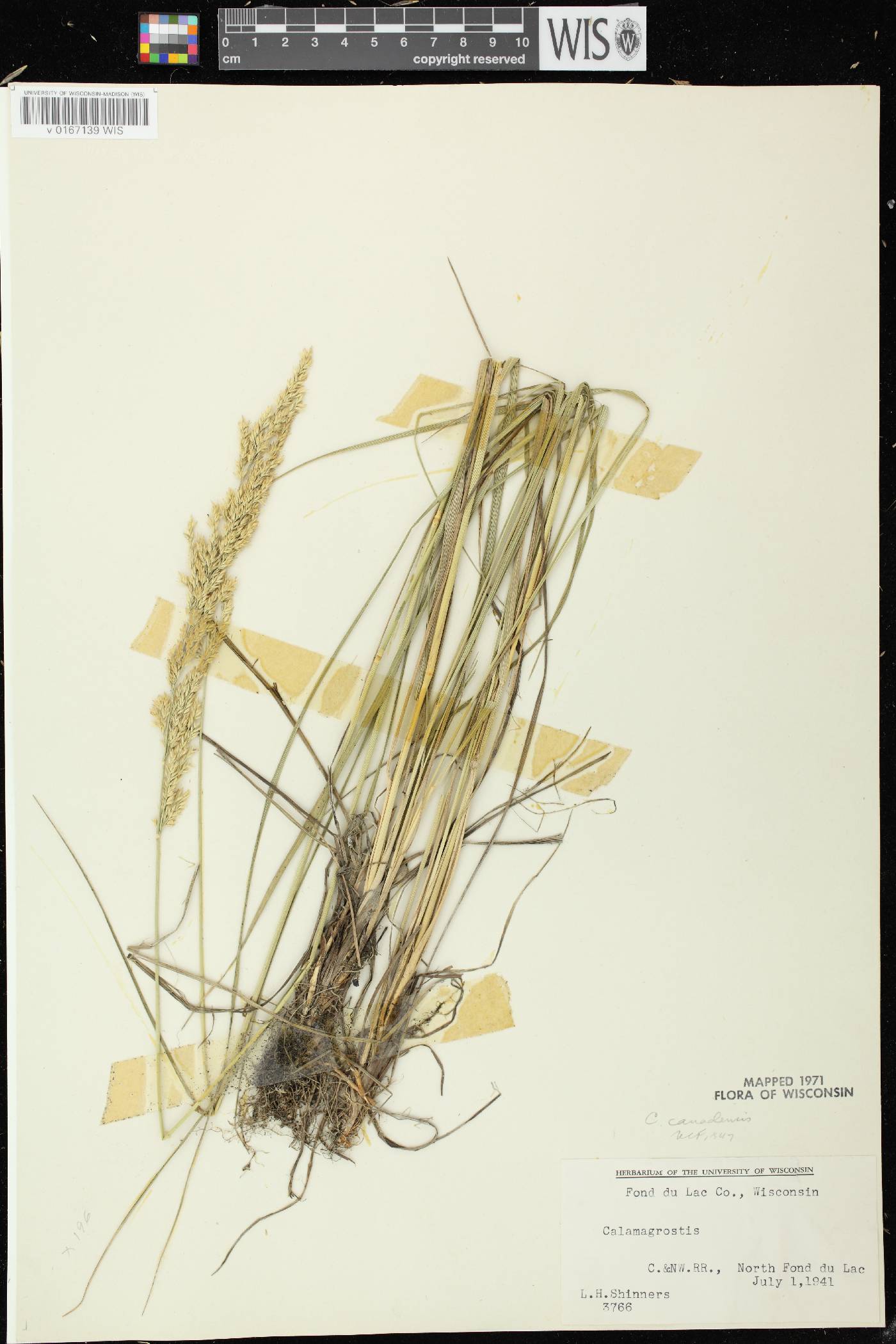 Calamagrostis canadensis var. canadensis image