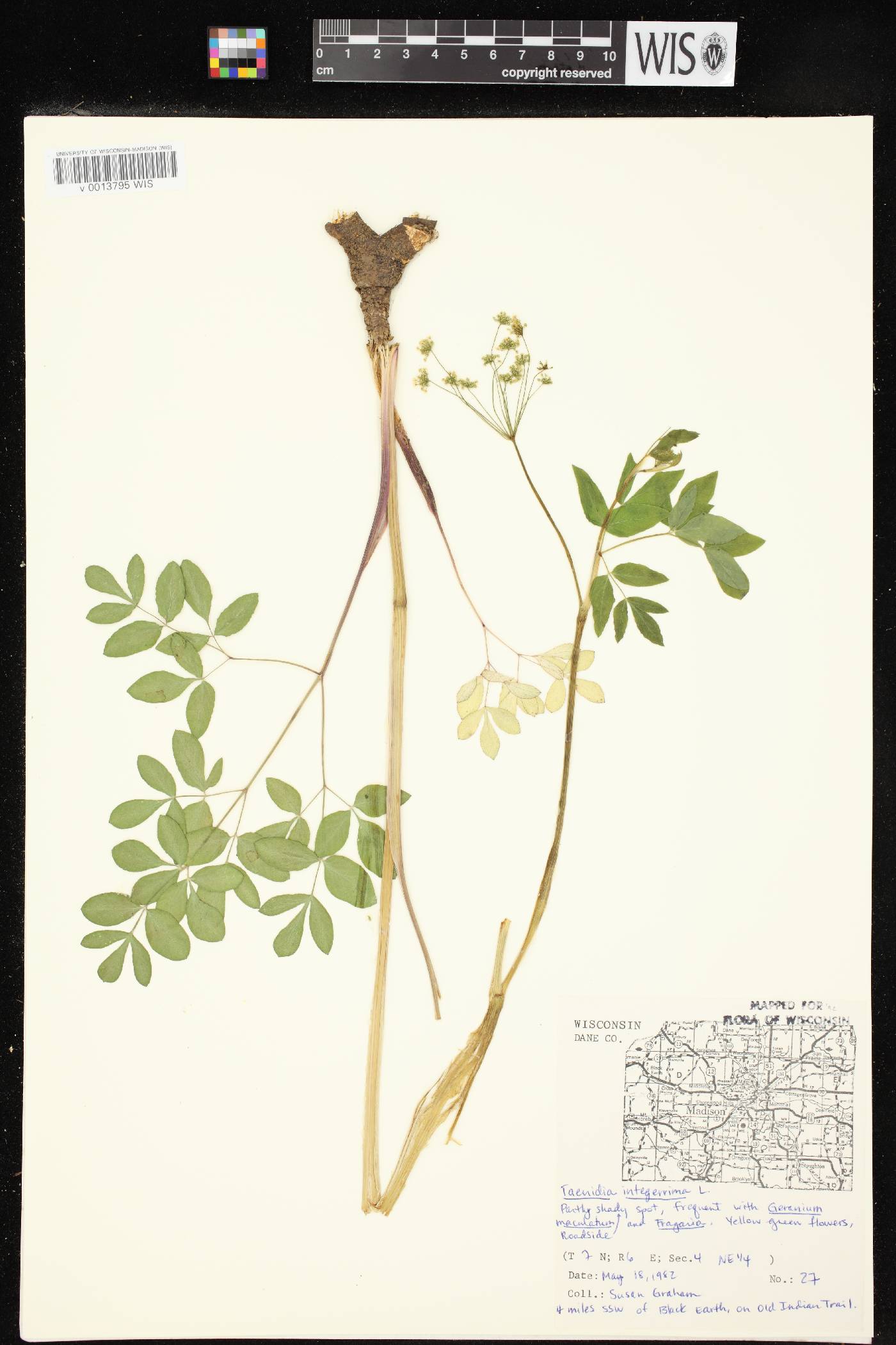 Taenidia integerrima image
