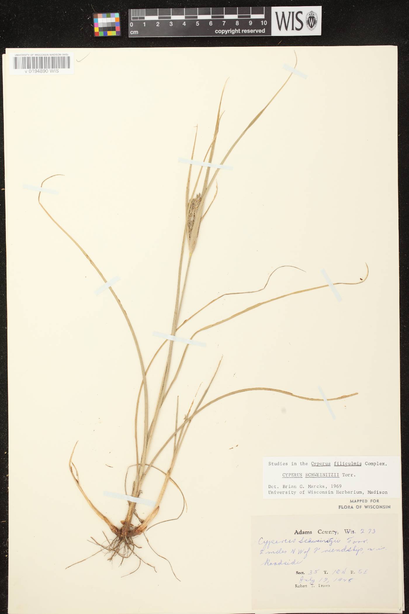 Cyperus schweinitzii image