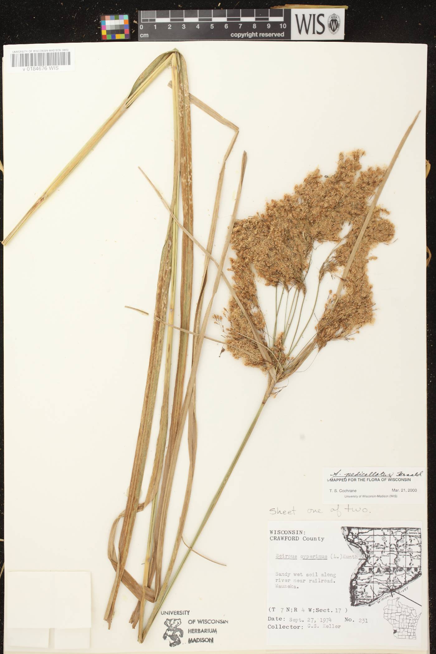 Scirpus pedicellatus image