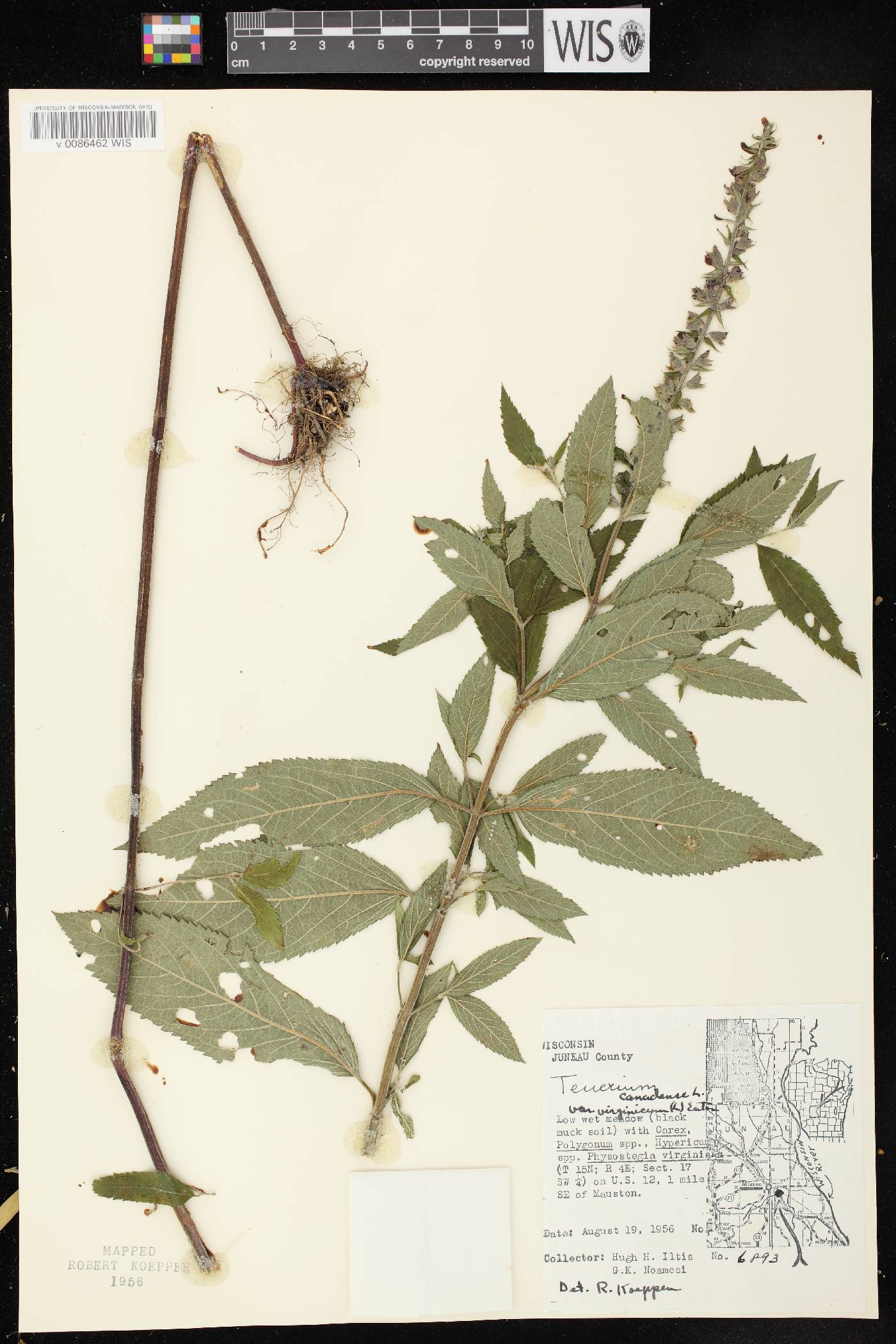 Teucrium canadense var. virginicum image