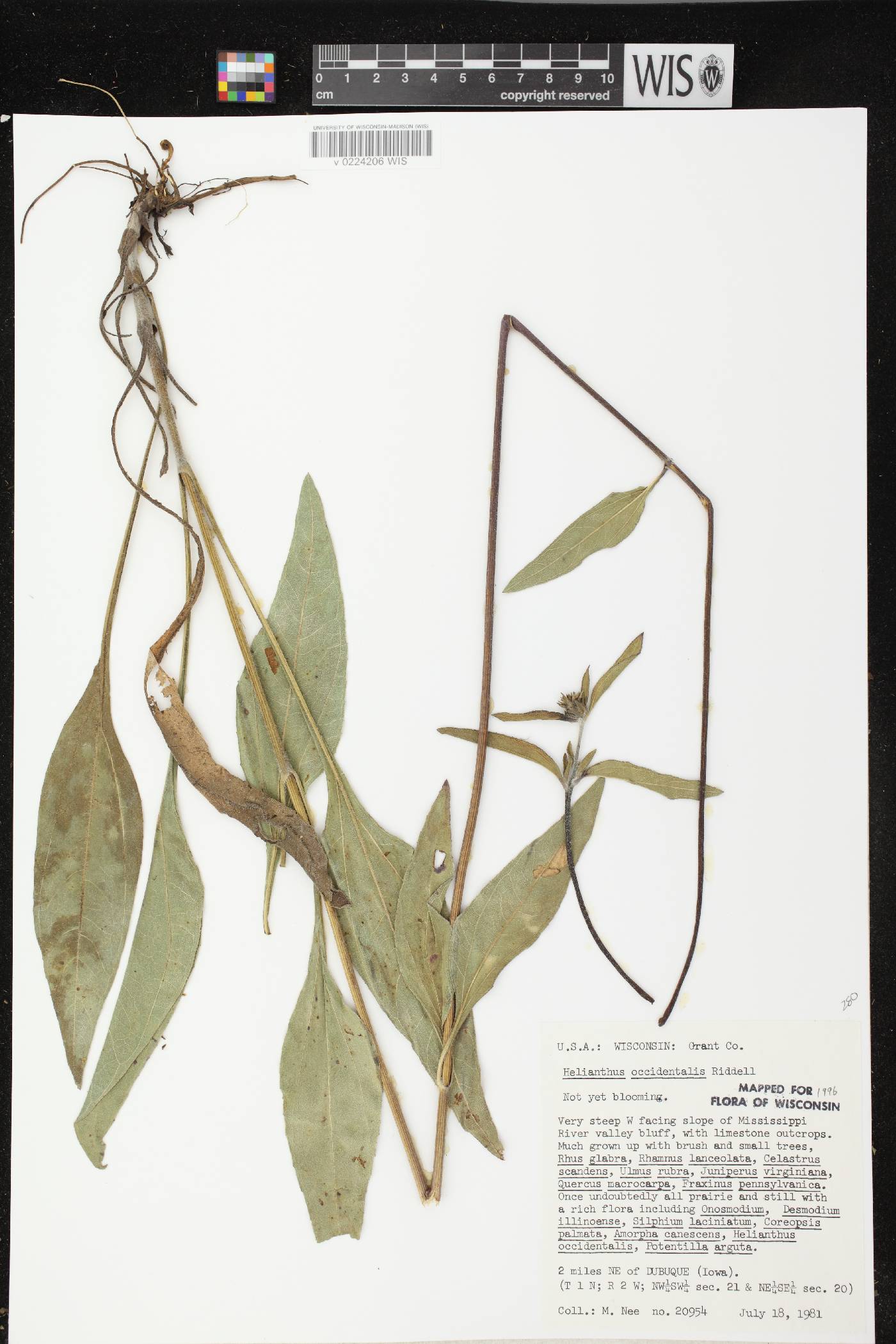 Helianthus occidentalis subsp. occidentalis image