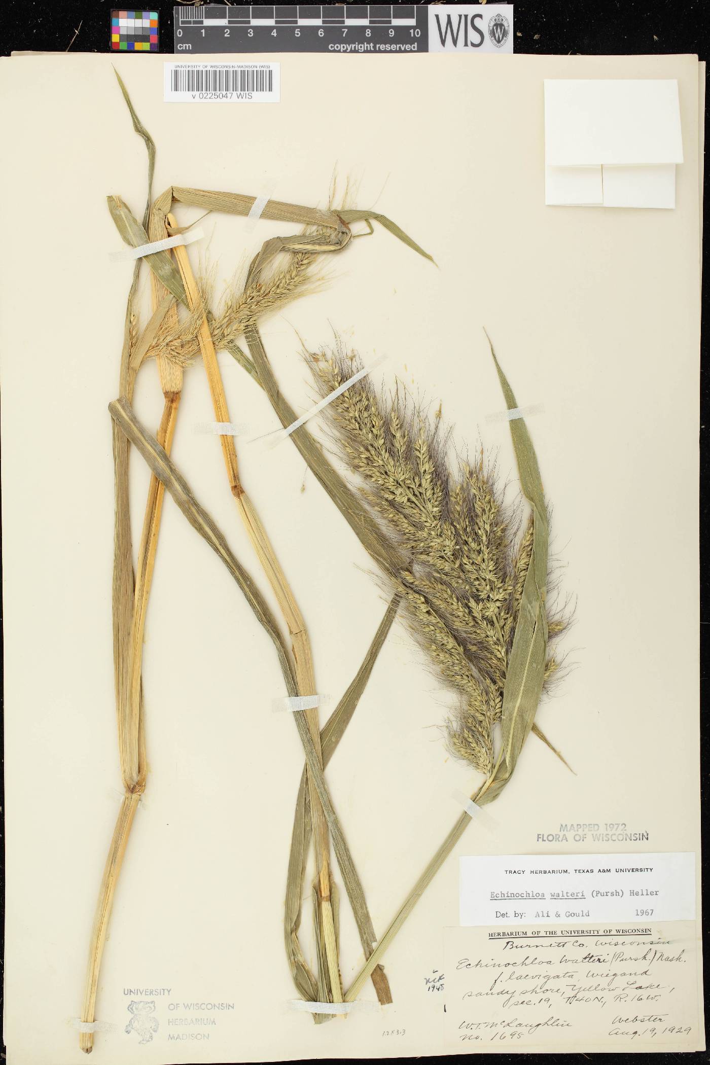 Echinochloa walteri image