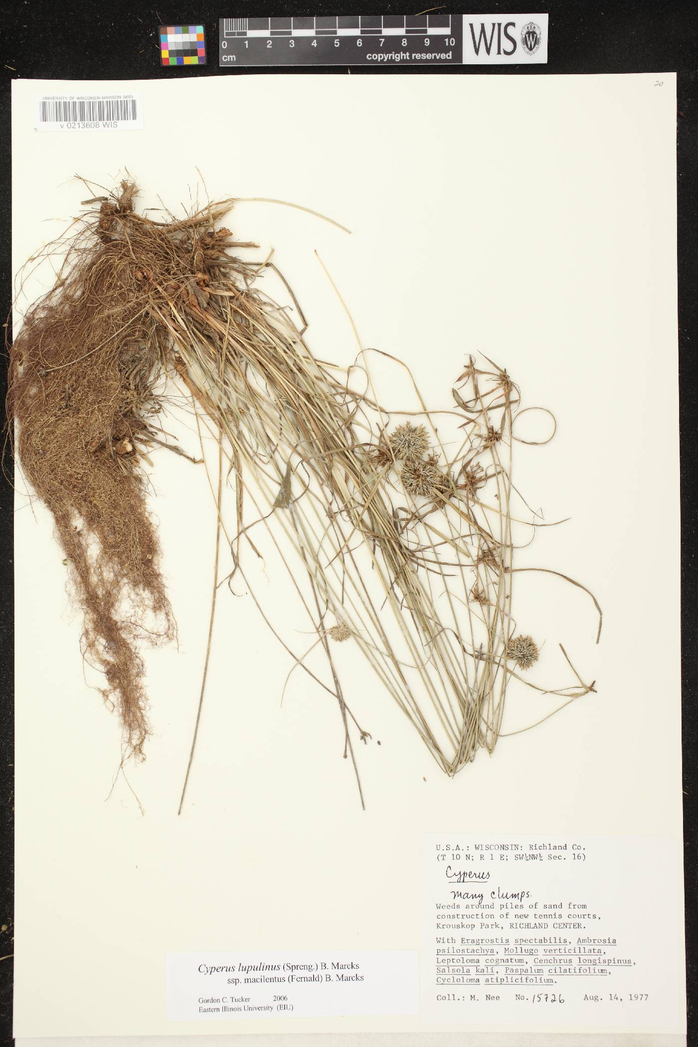 Cyperus lupulinus image