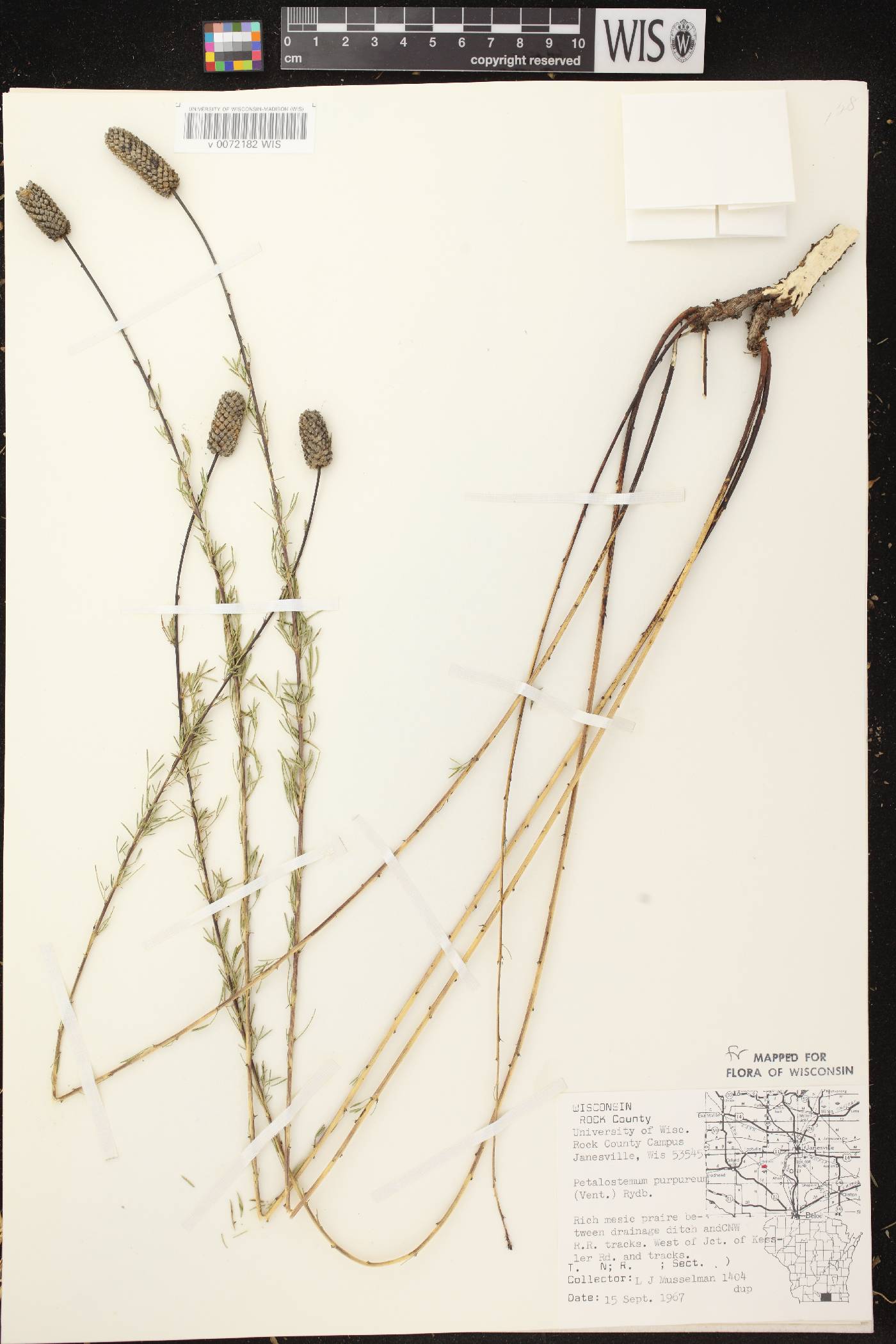 Dalea purpurea image