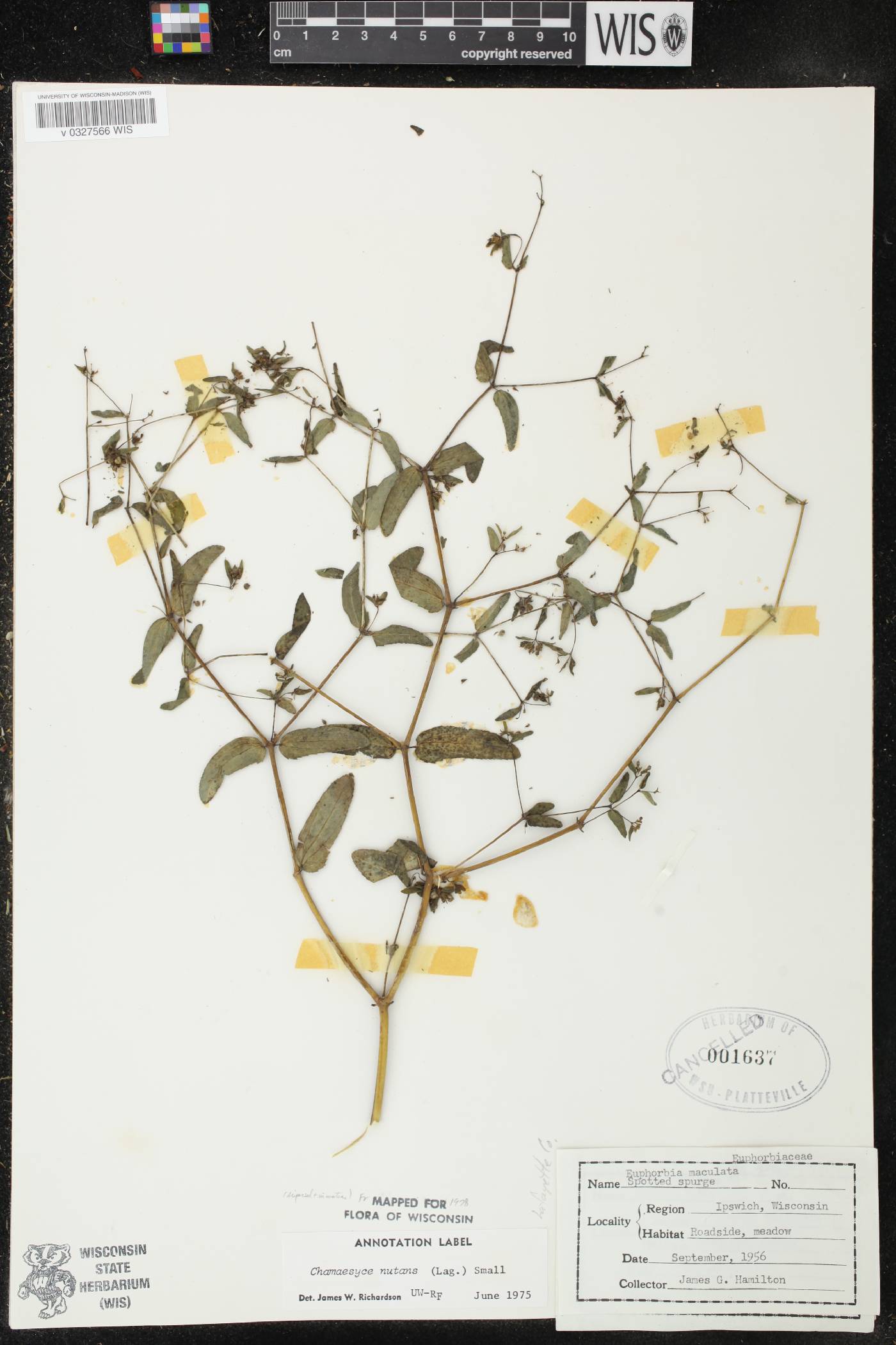 Euphorbia nutans image