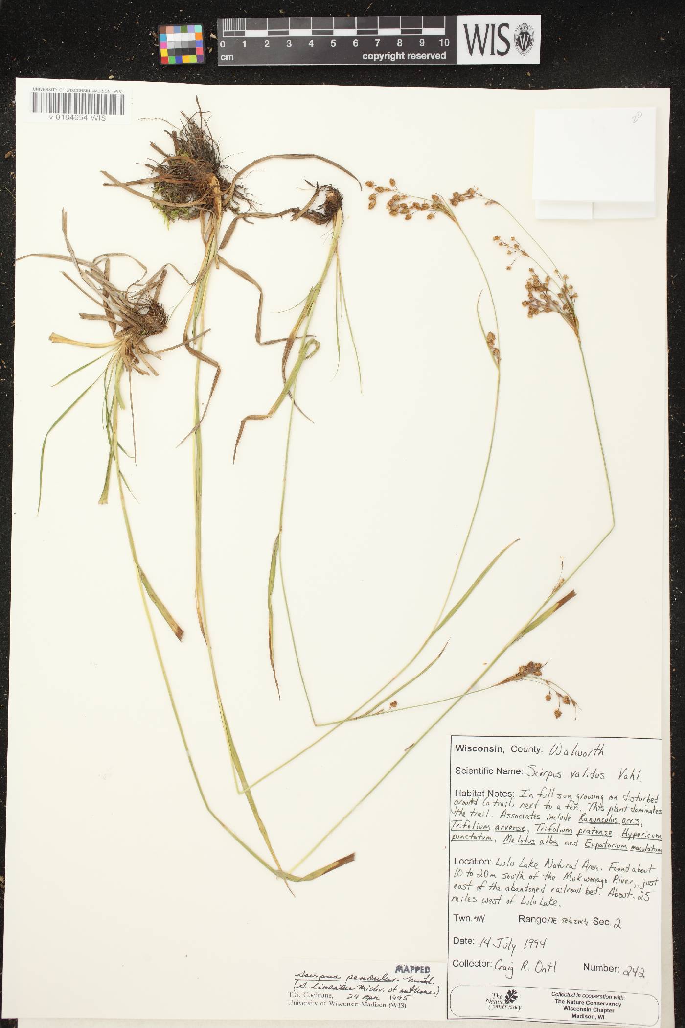 Scirpus pendulus image