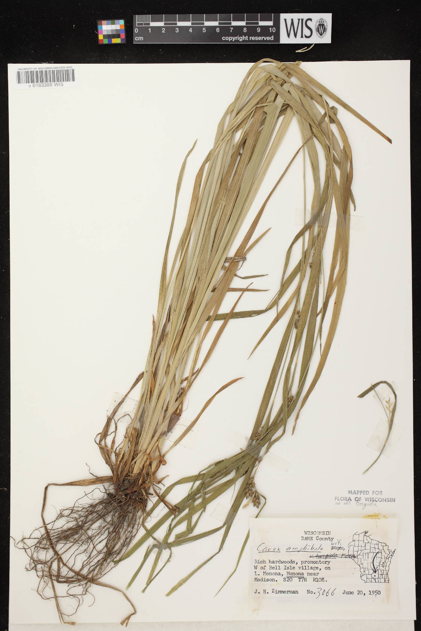 Carex grisea image