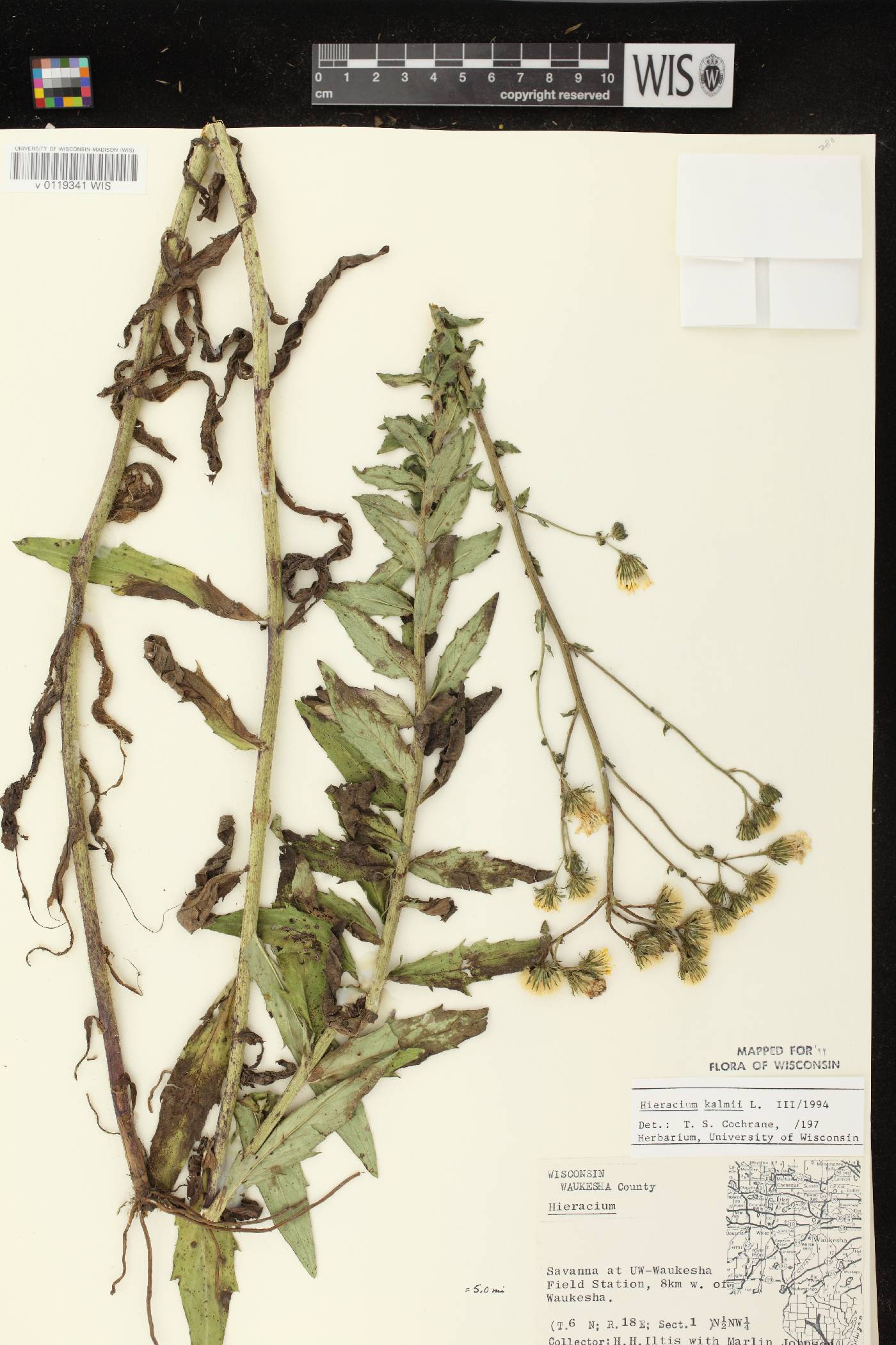 Hieracium umbellatum image