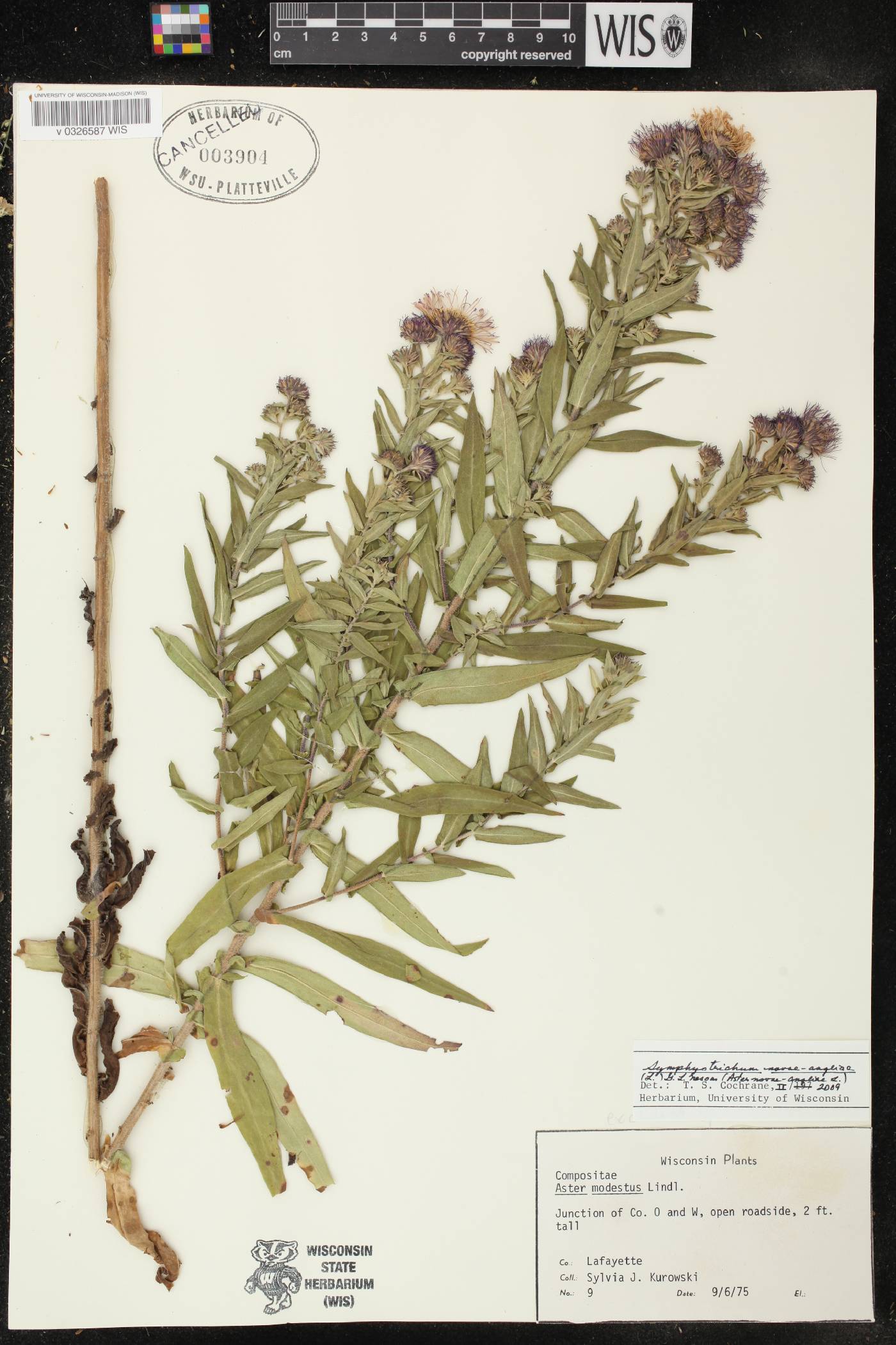 Symphyotrichum novae-angliae image
