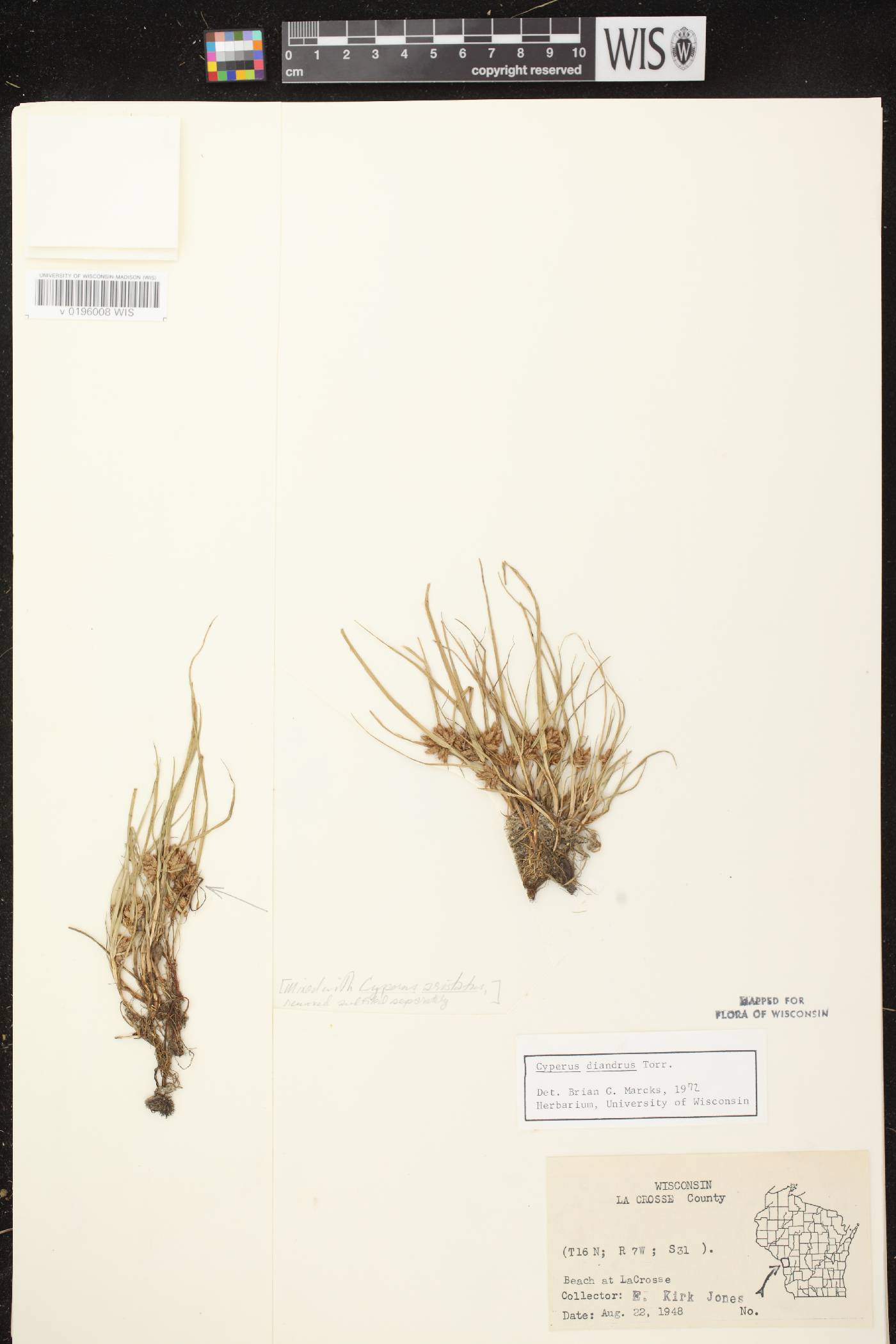 Cyperus diandrus image