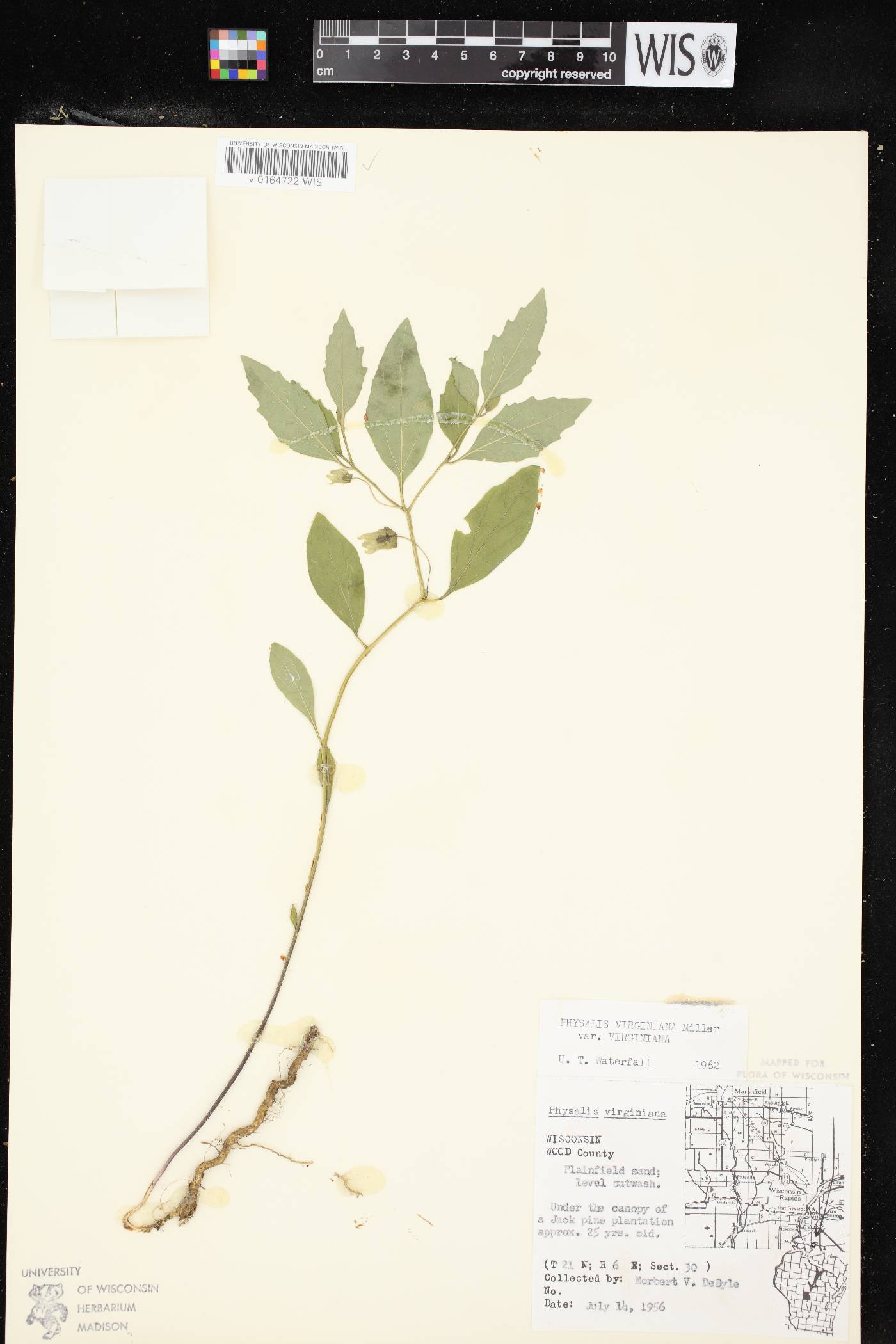 Physalis virginiana var. virginiana image