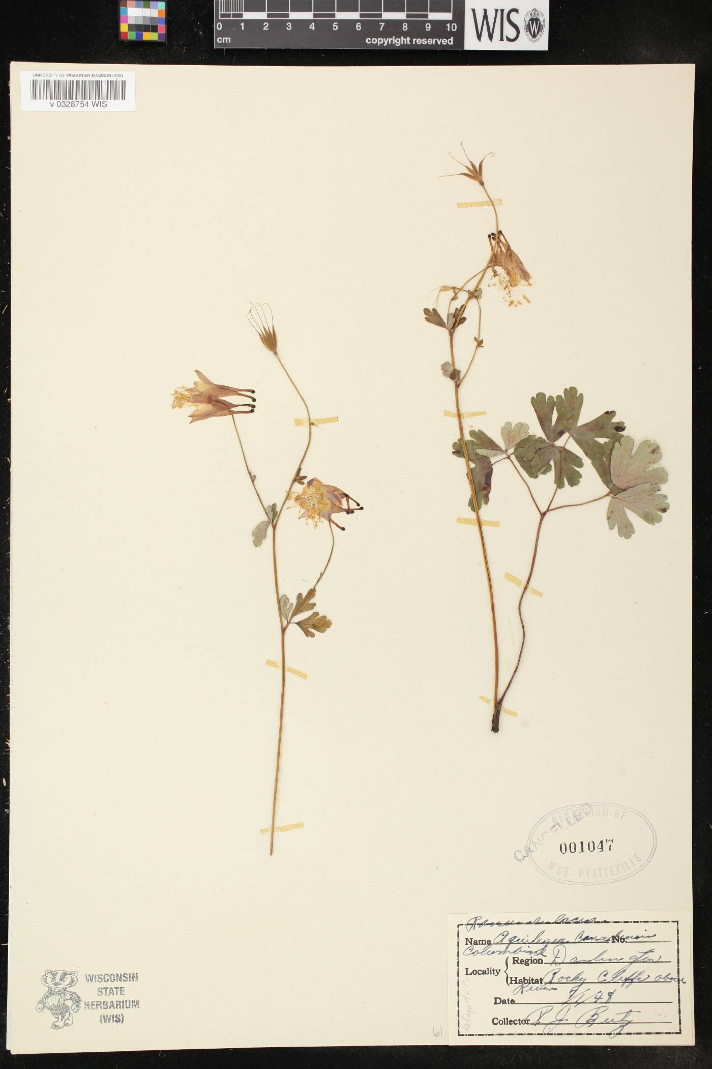 Aquilegia canadensis image