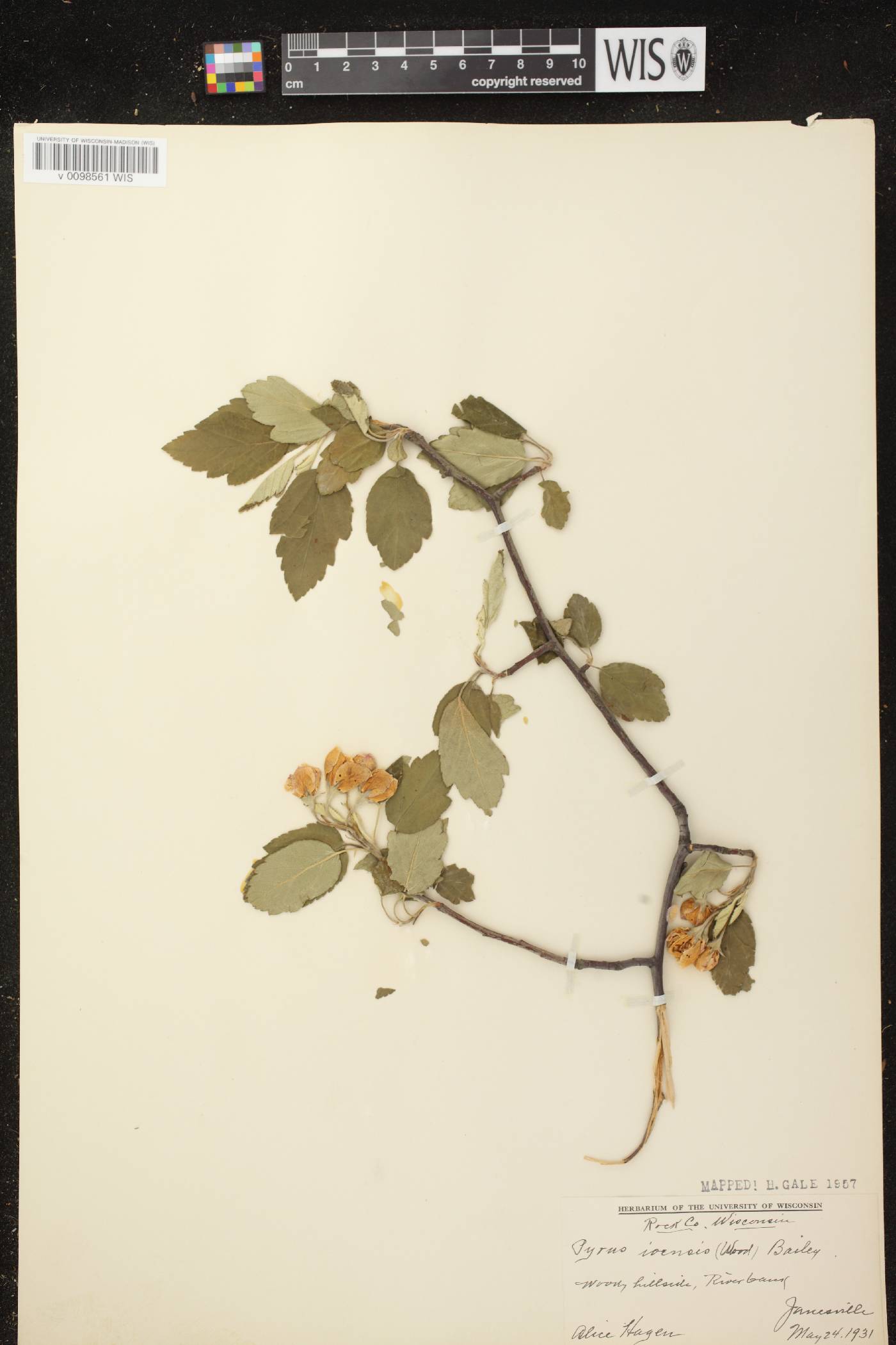 Malus ioensis image