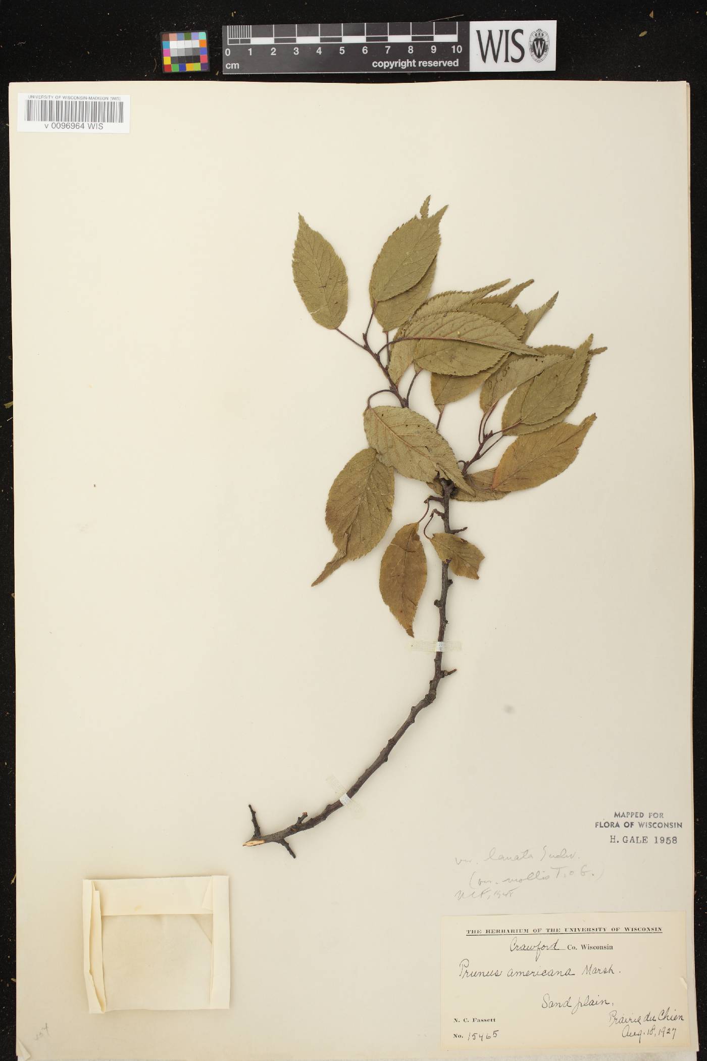 Prunus americana image
