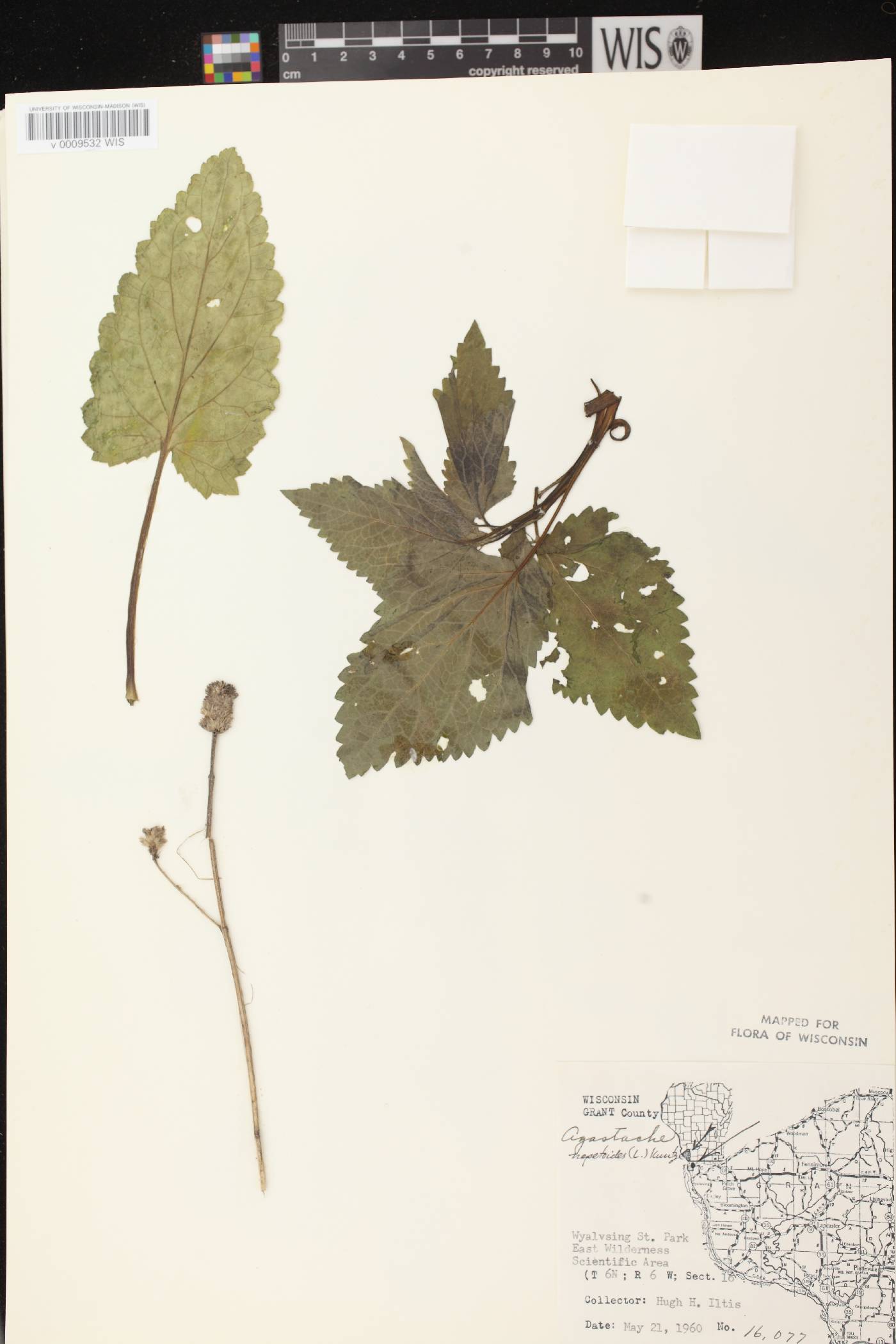 Agastache nepetoides image