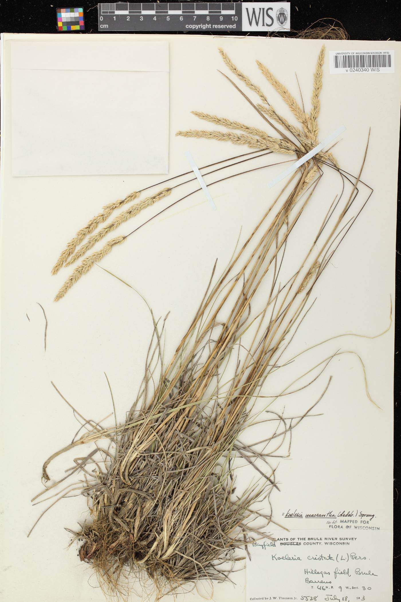 Koeleria macrantha image