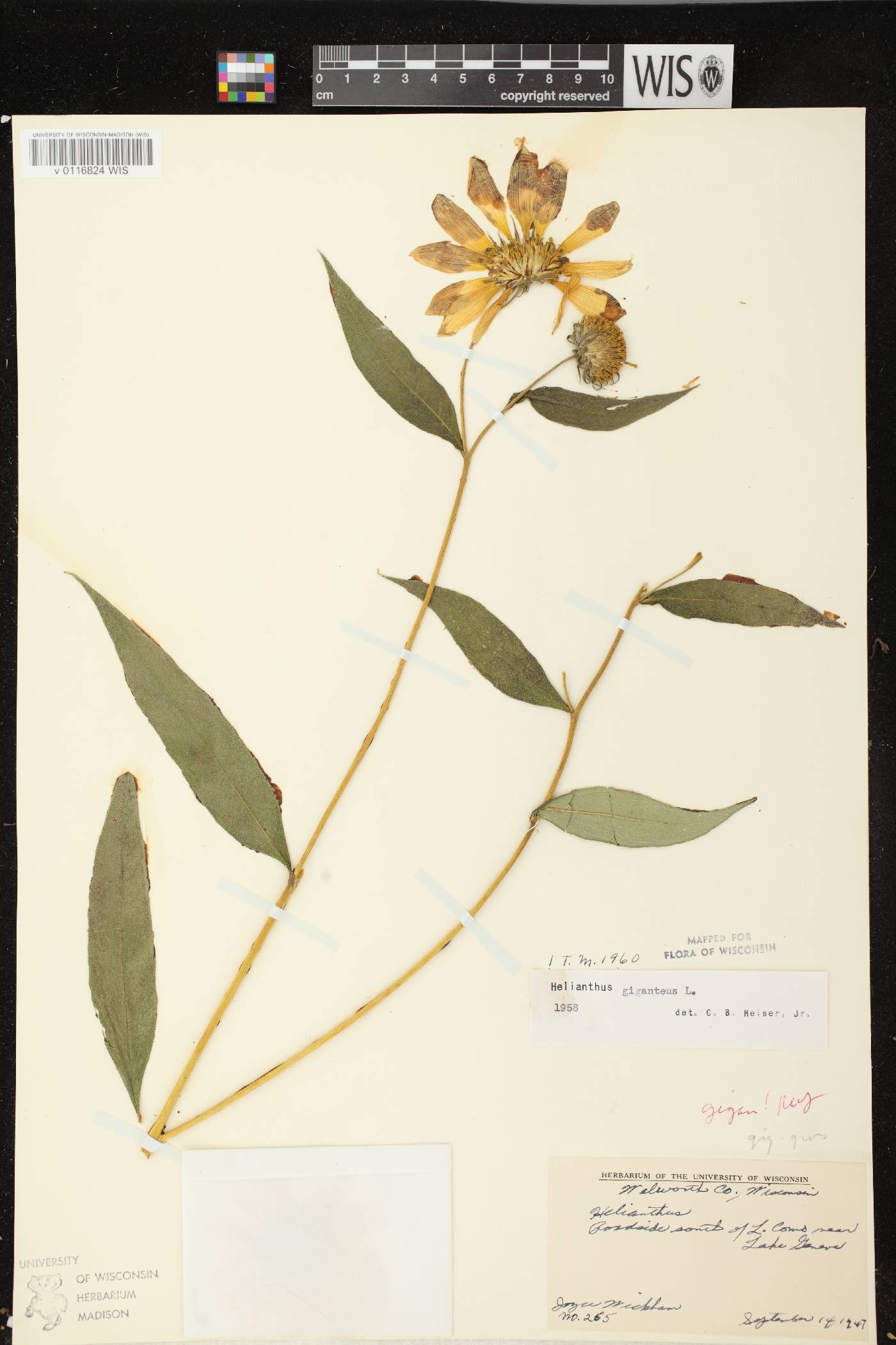 Helianthus giganteus image