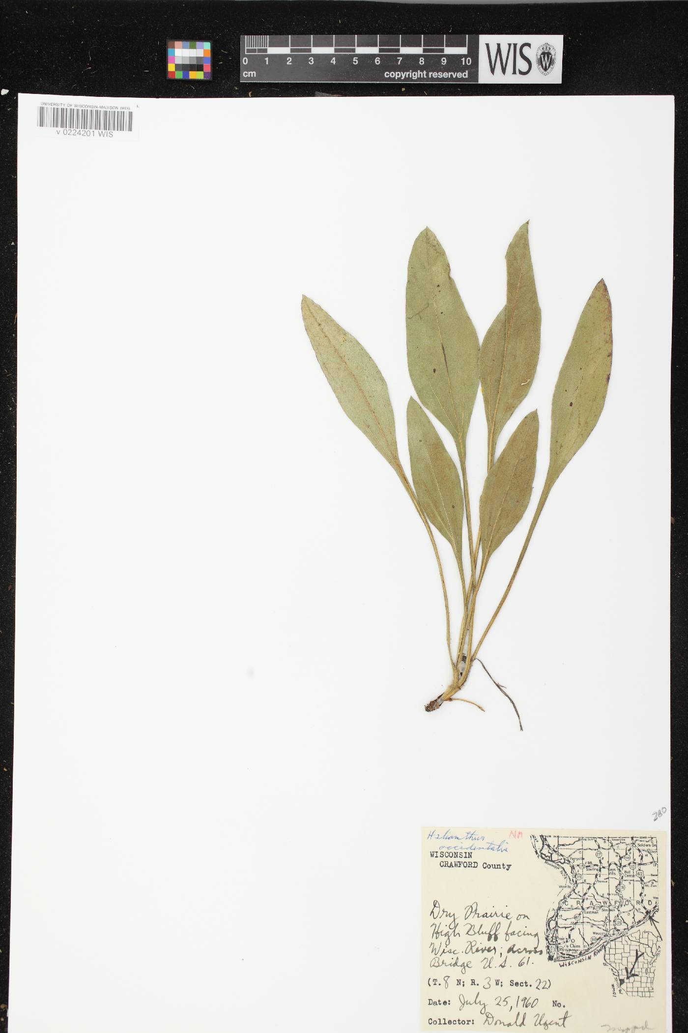 Helianthus occidentalis subsp. occidentalis image