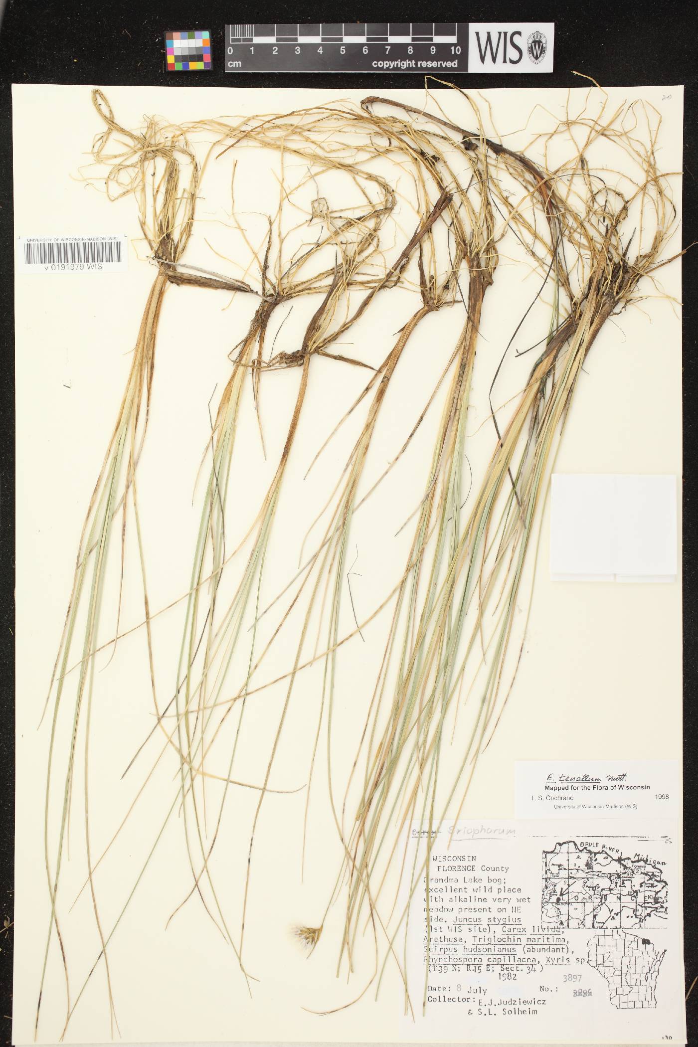 Eriophorum tenellum image