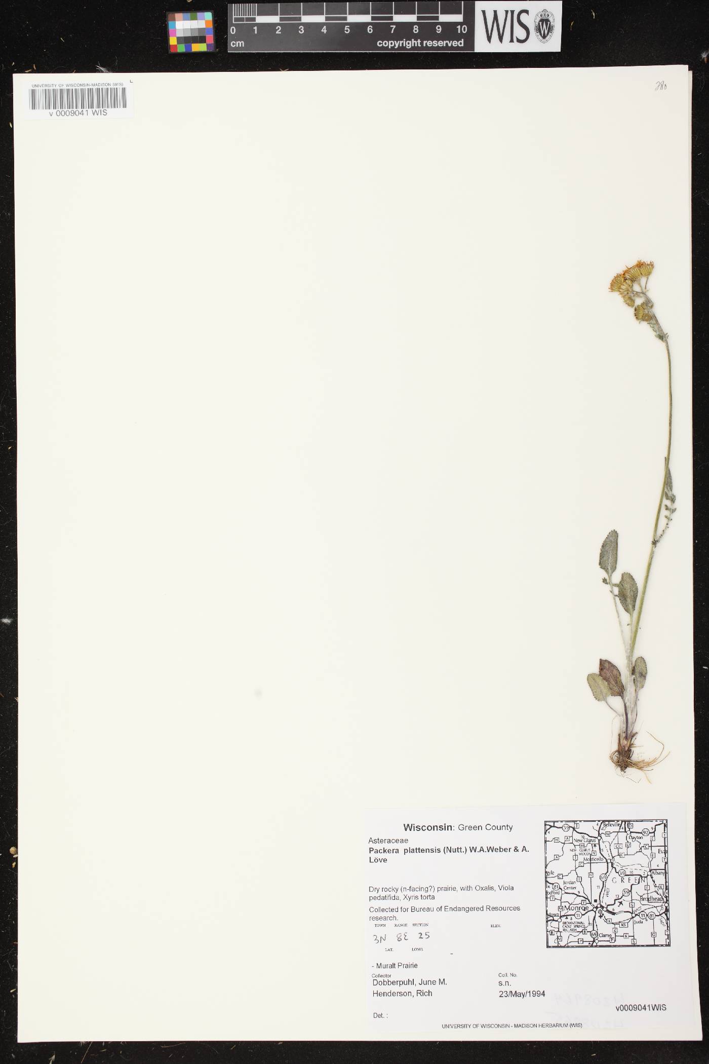 Packera plattensis image