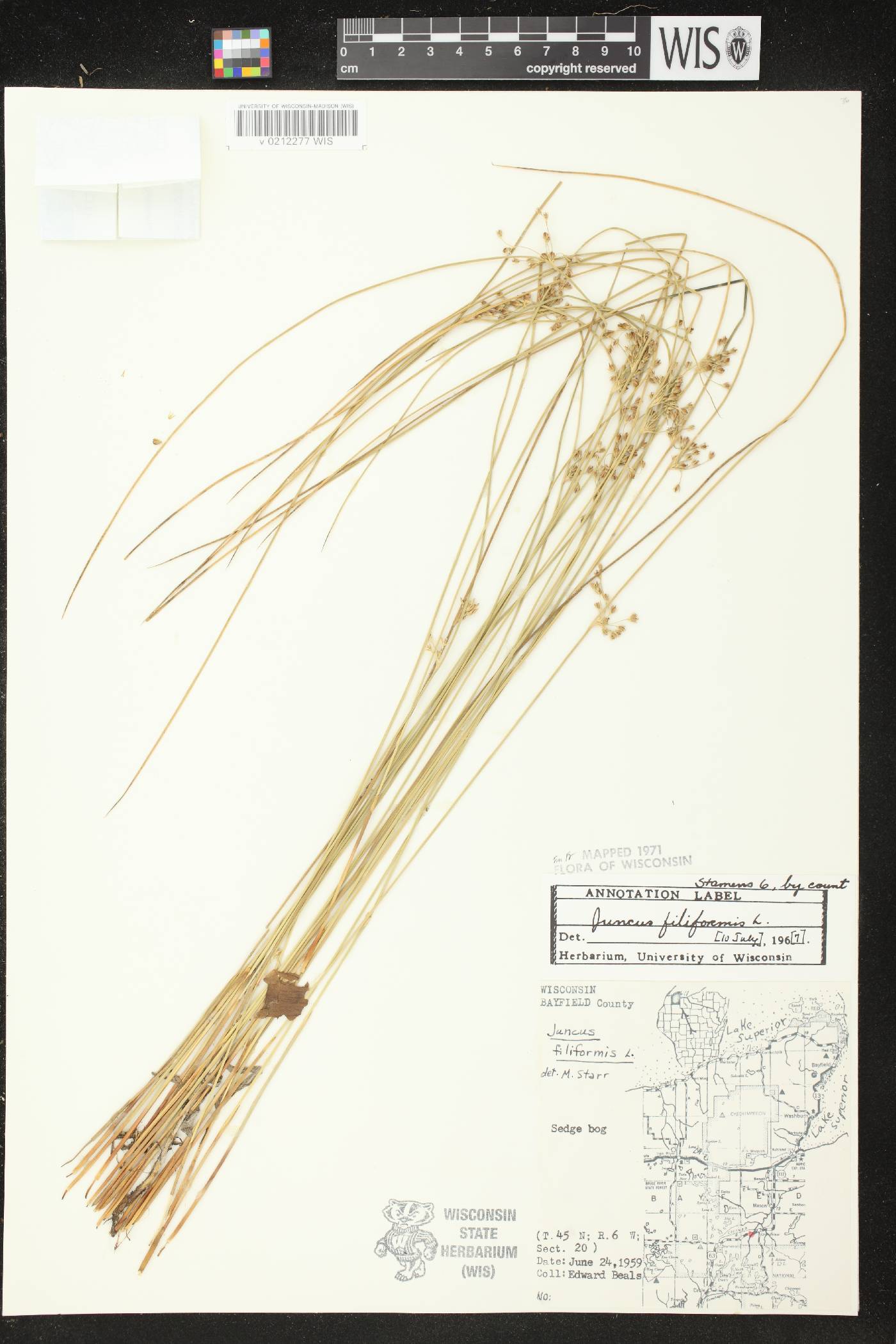 Juncus filiformis image