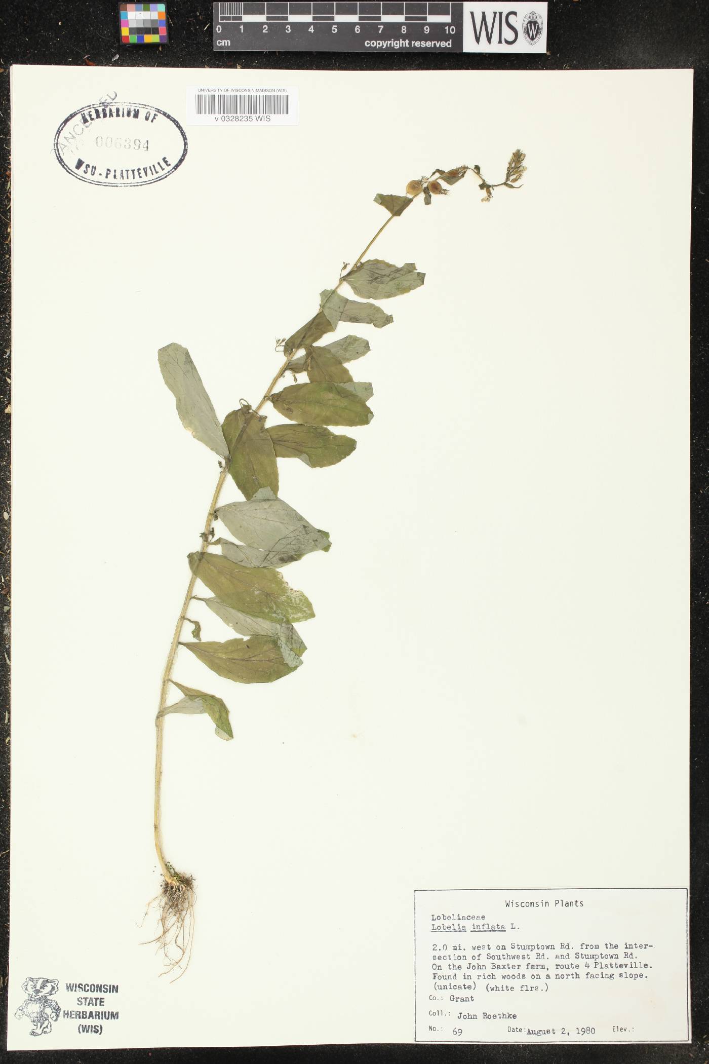 Lobelia inflata image