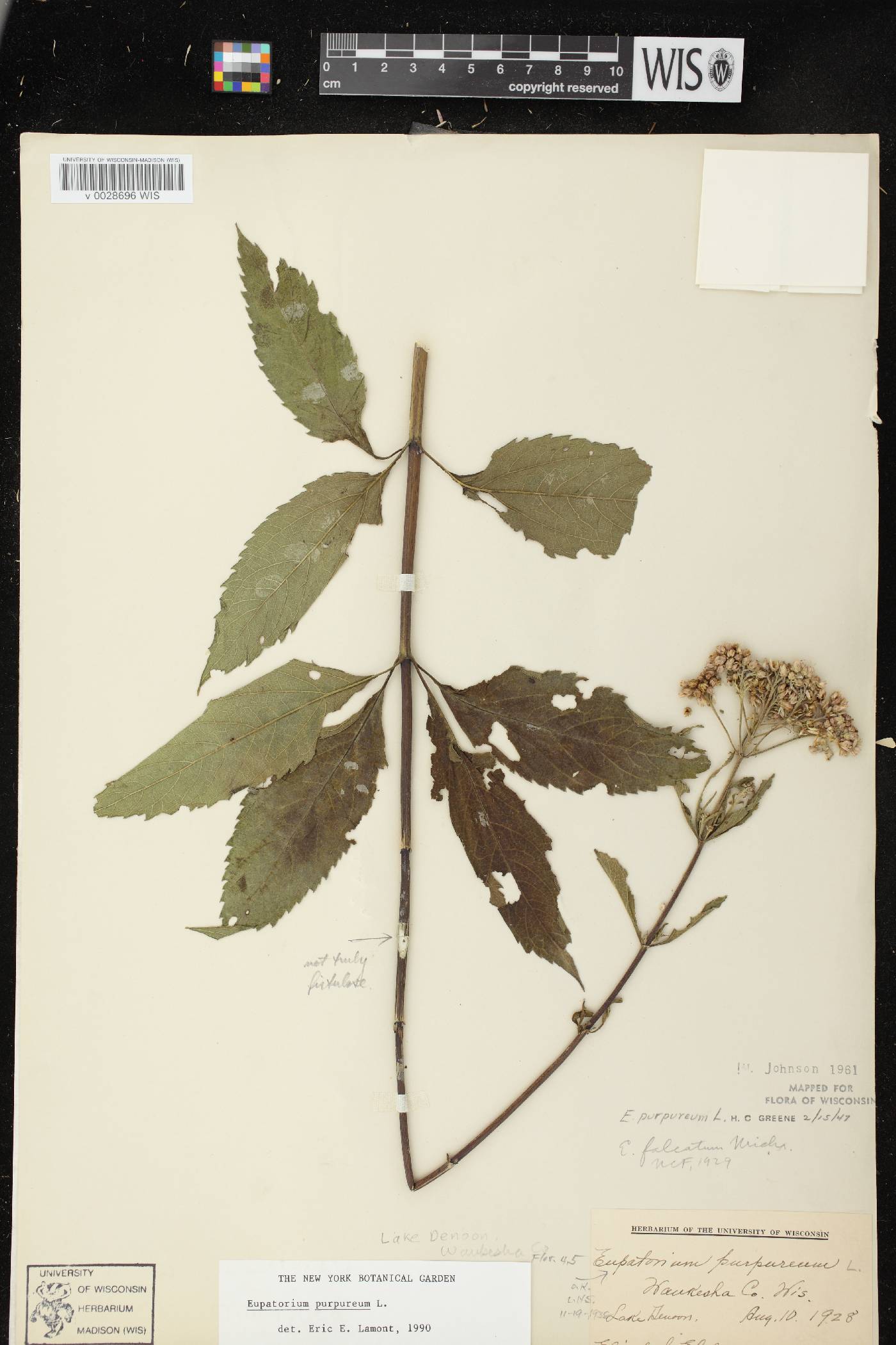 Eutrochium purpureum image