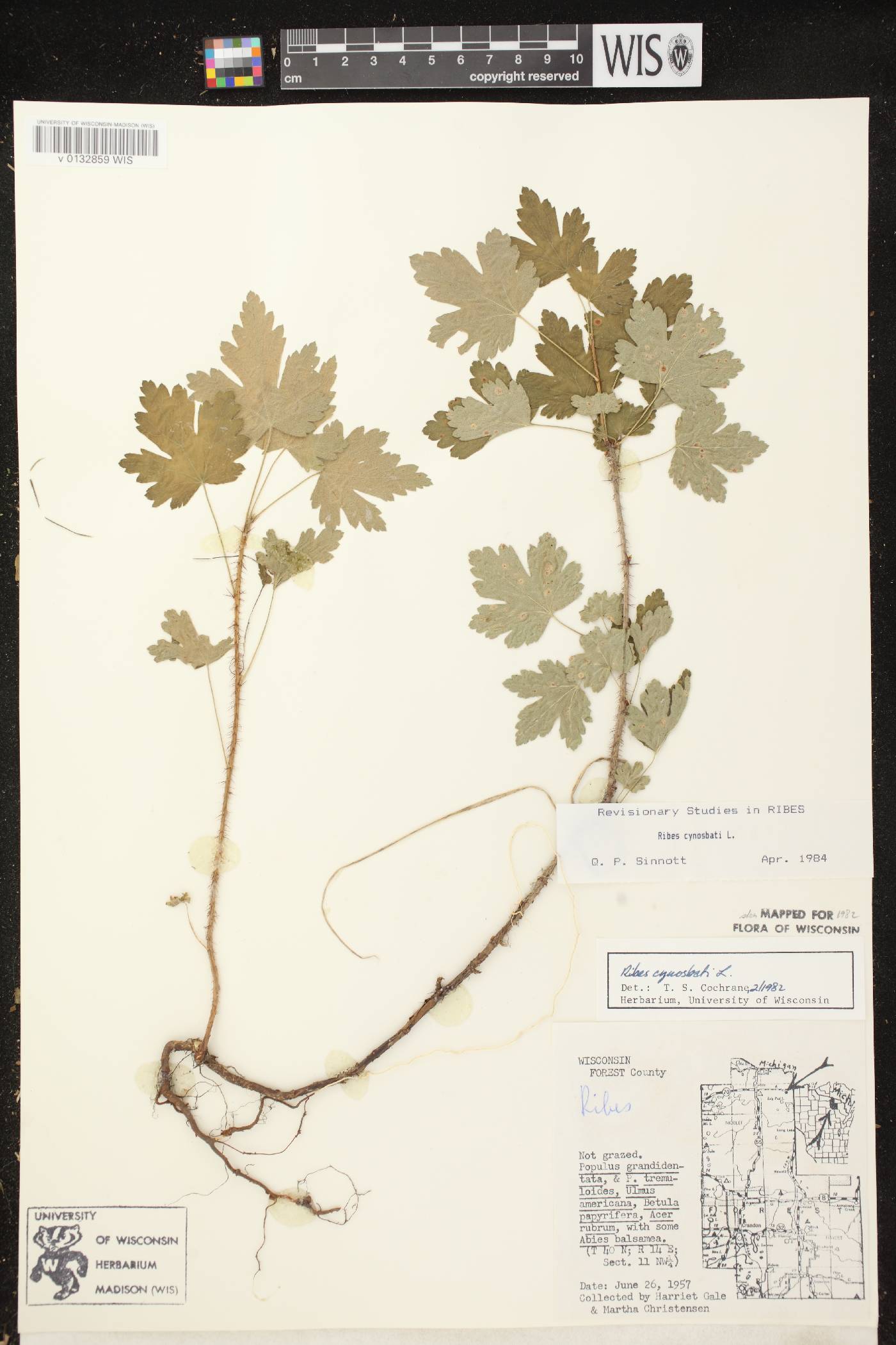 Ribes cynosbati image