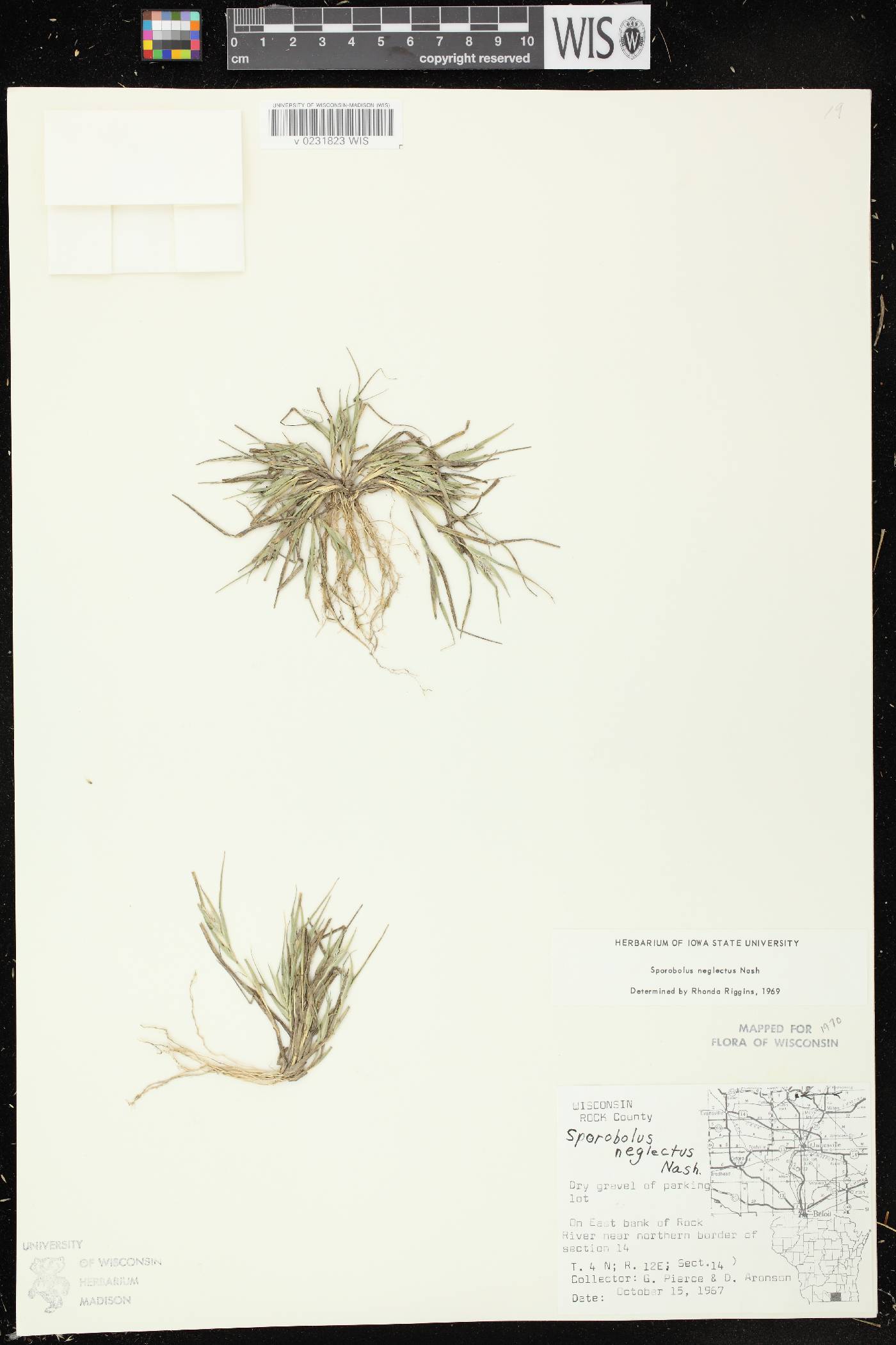 Sporobolus neglectus image