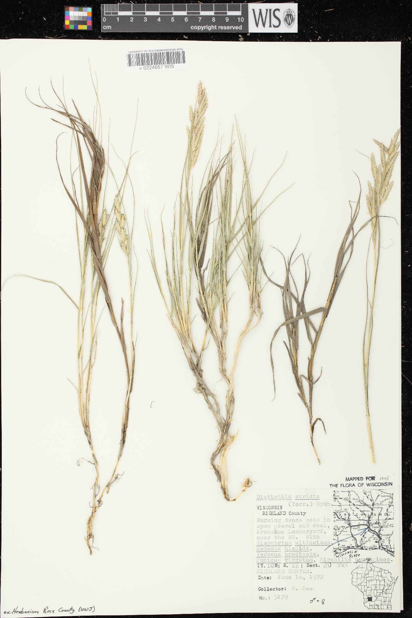 Distichlis spicata image