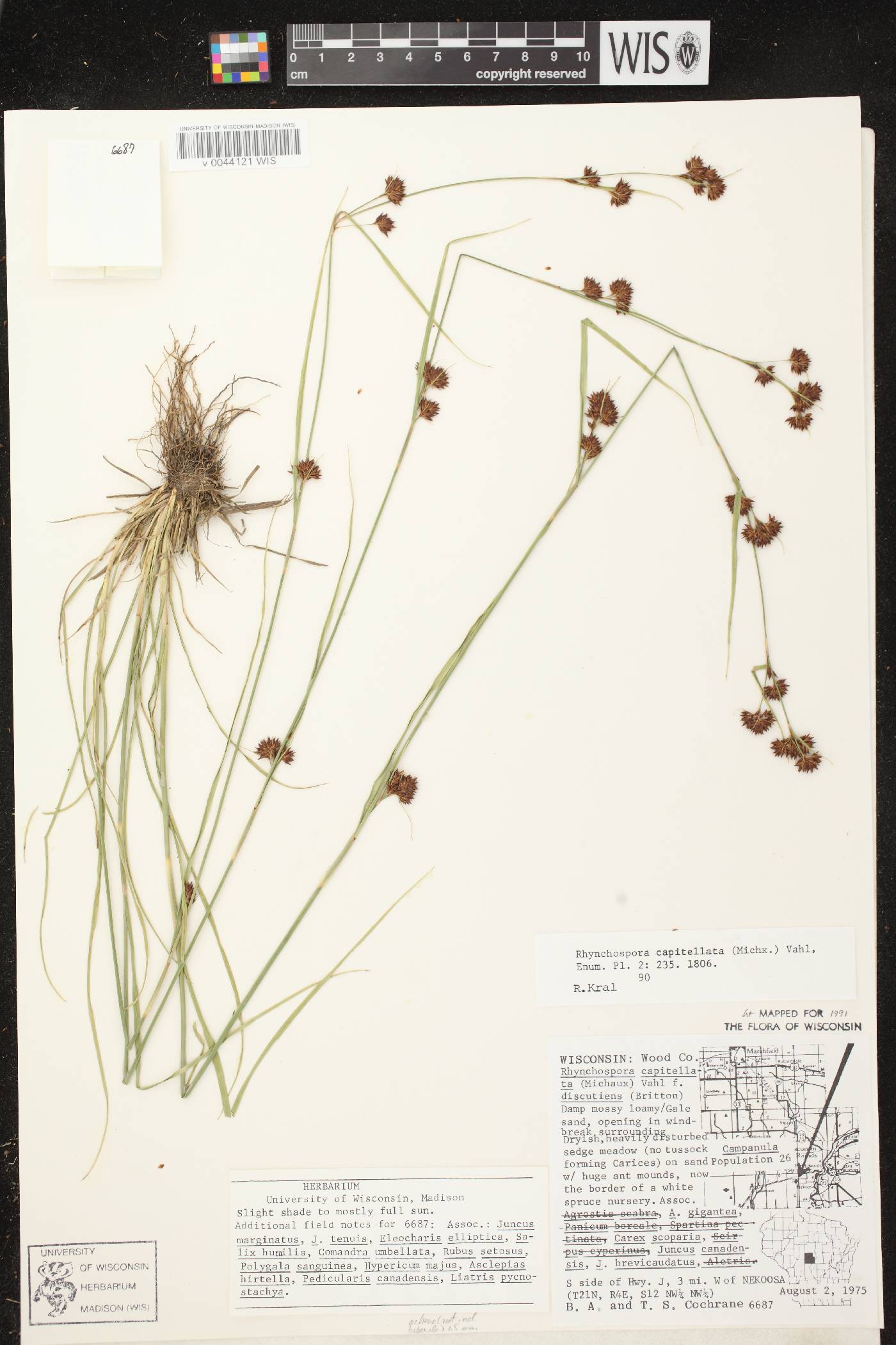 Rhynchospora capitellata image